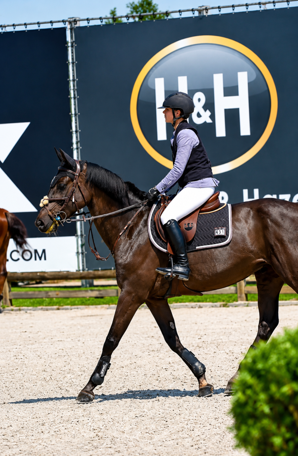 zangersheide springpaard merrie 10 岁 zwart 出售 - 照片 5