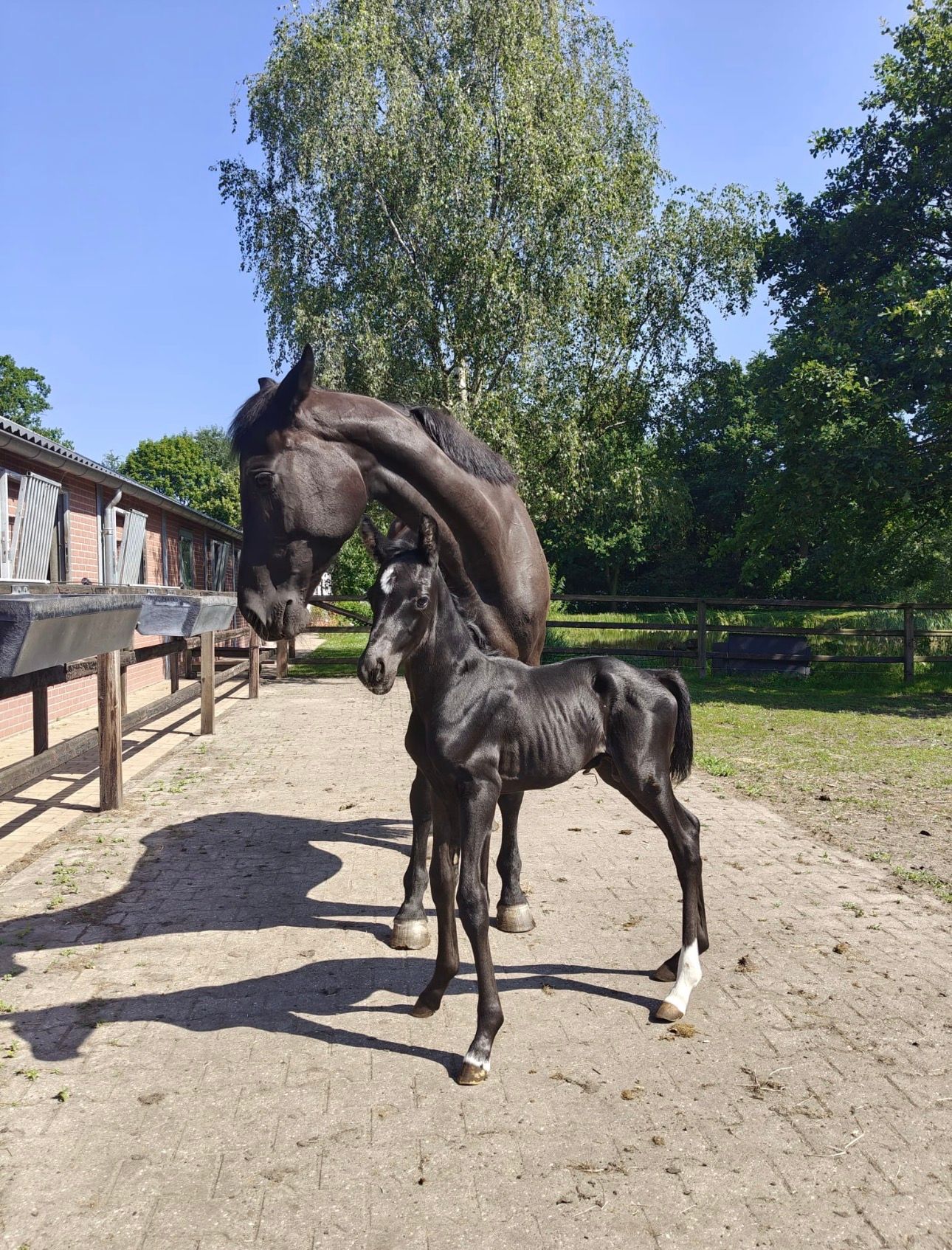 Beautiful black colt foal by the fantastic stallion Total PS