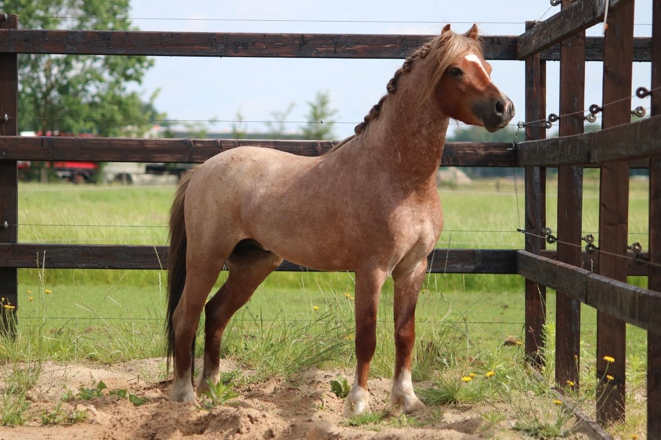 Good-natured 3-year-old red roan stallion