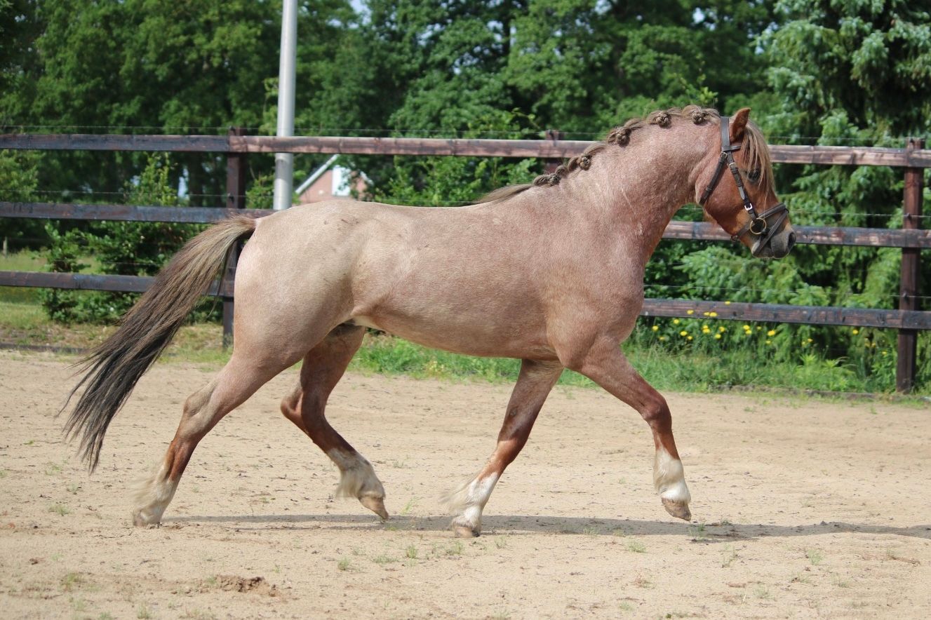 welsh allround-pony hengst 3 years old andere-kleur for sale - Photo 4