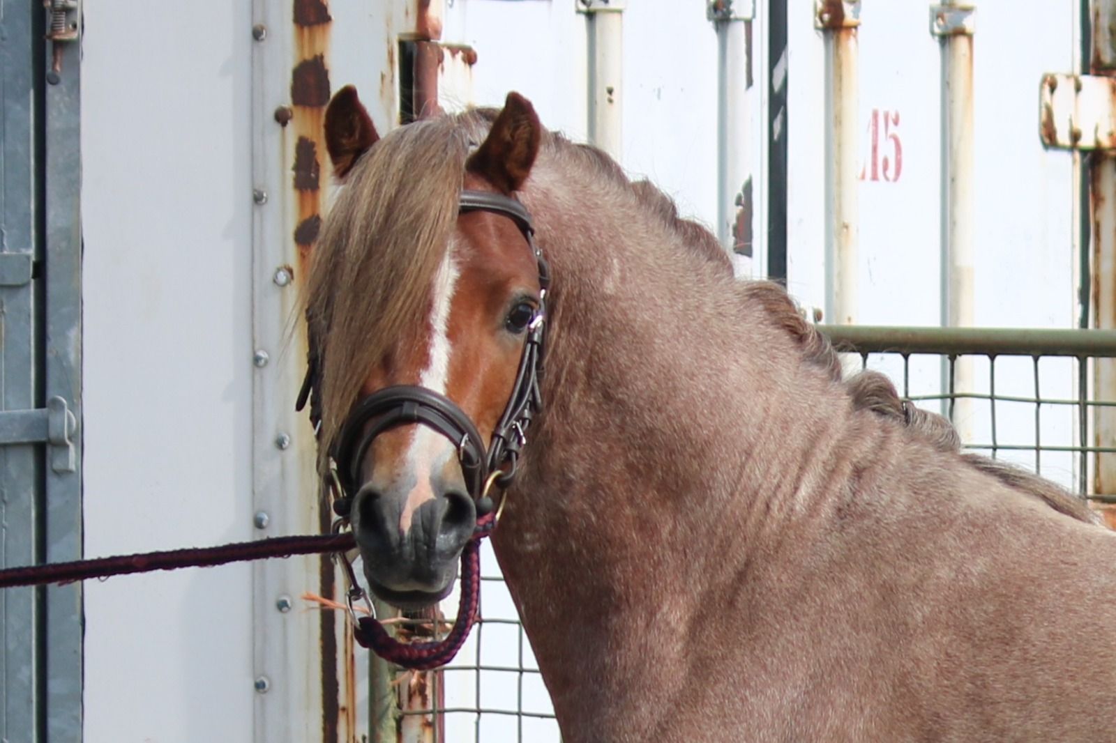 welsh allround-pony hengst 3 years old andere-kleur for sale - Photo 2