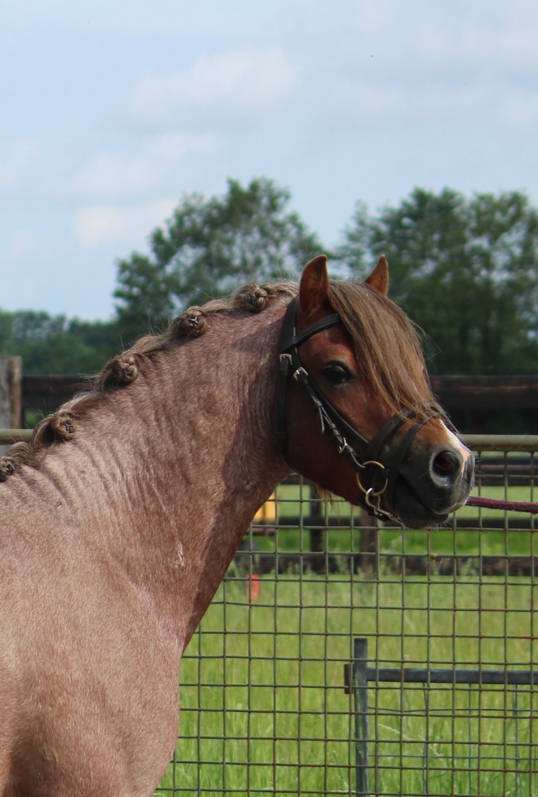 welsh allround-pony hengst 3 years old andere-kleur for sale - Photo 3
