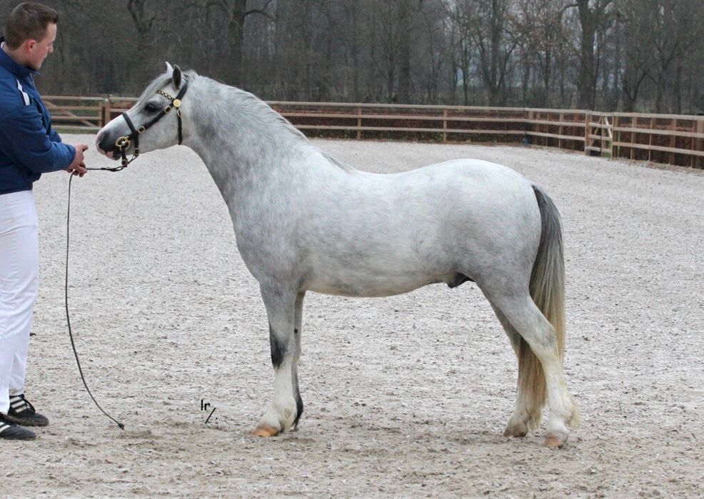 welsh allround-pony hengst 3 years old andere-kleur for sale - Photo 6