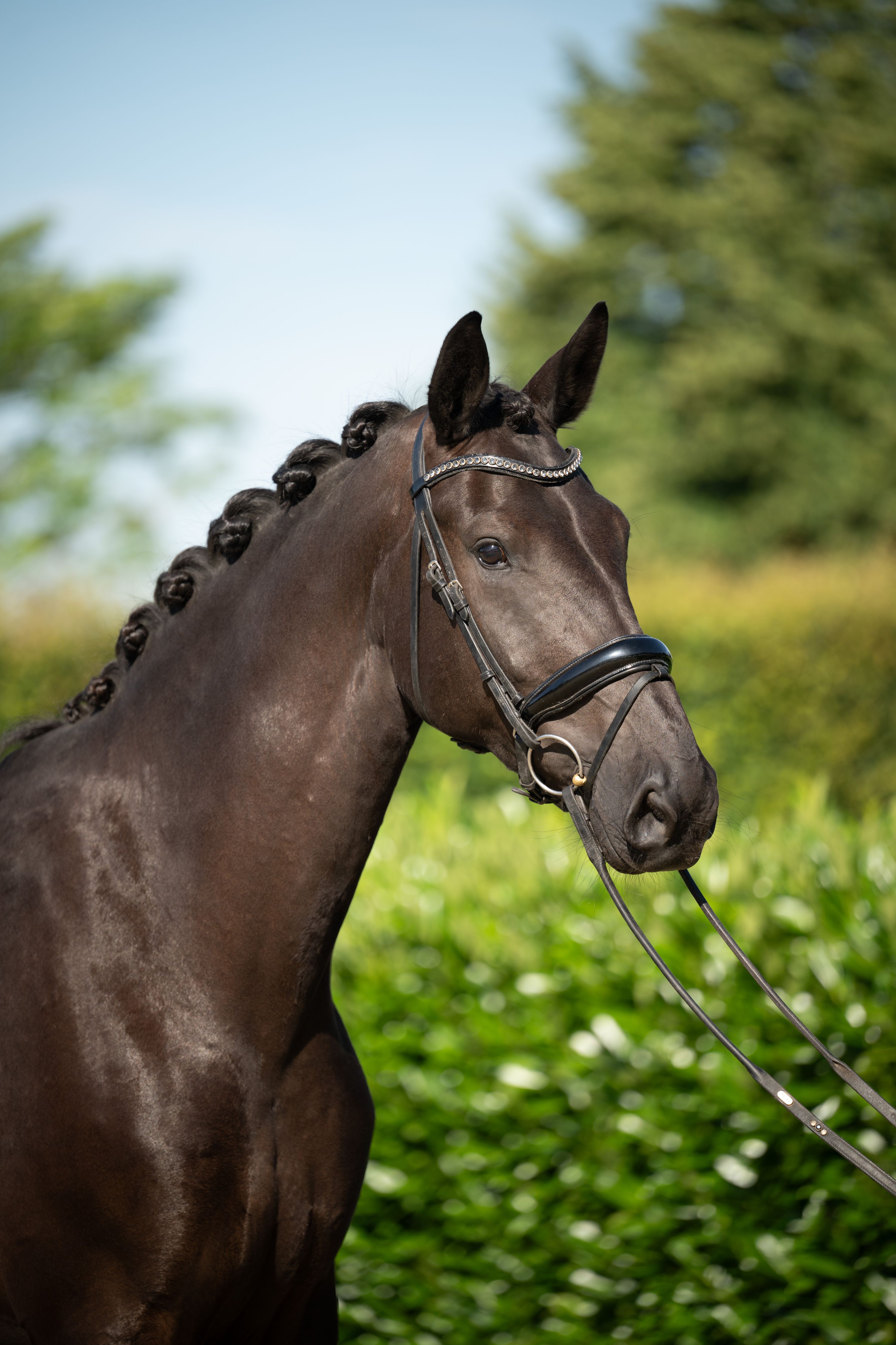 4 Jarige Taminiau x Chippendale te koop!