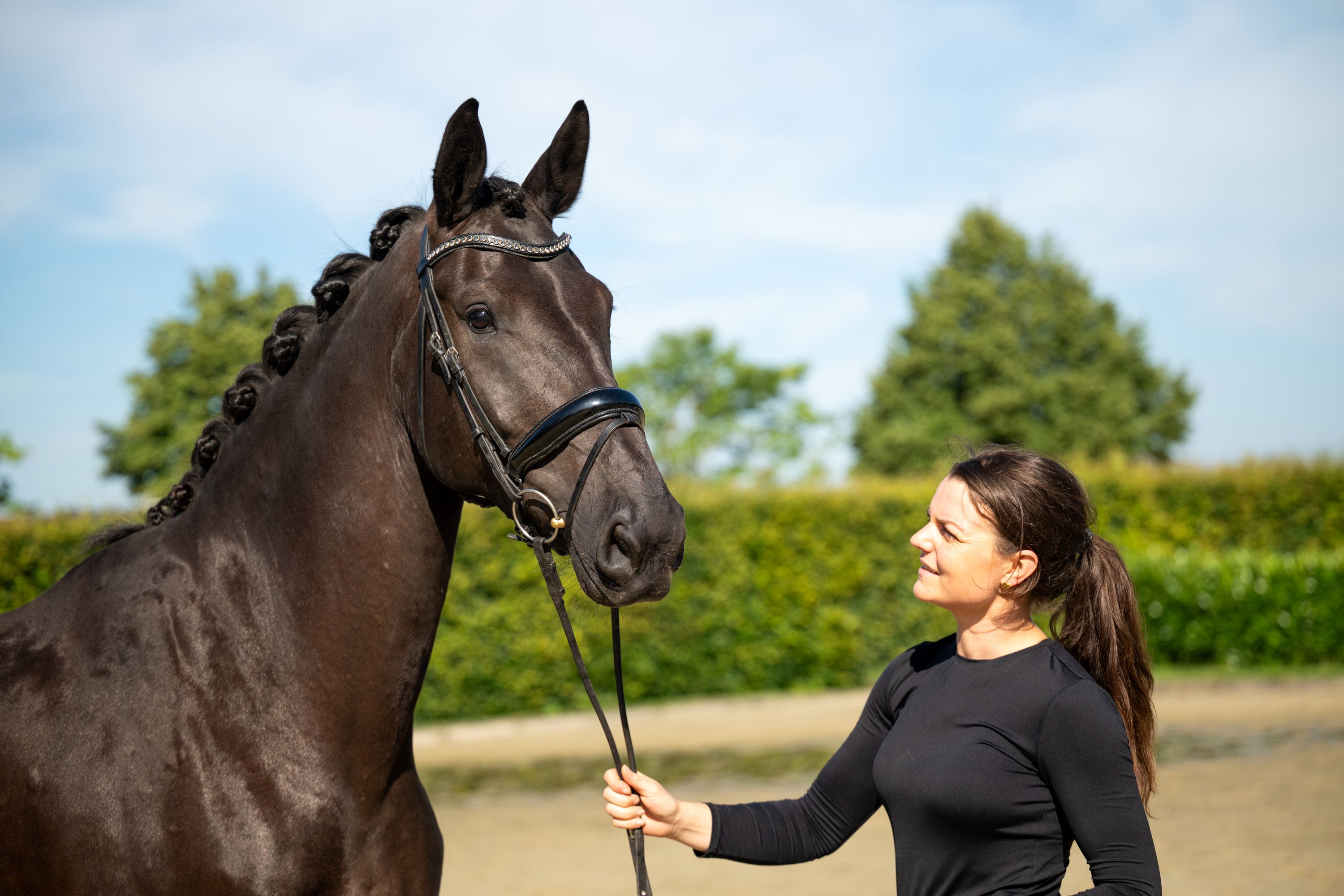 kwpn dressuurpaard merrie 4 years old zwart for sale - Photo 2