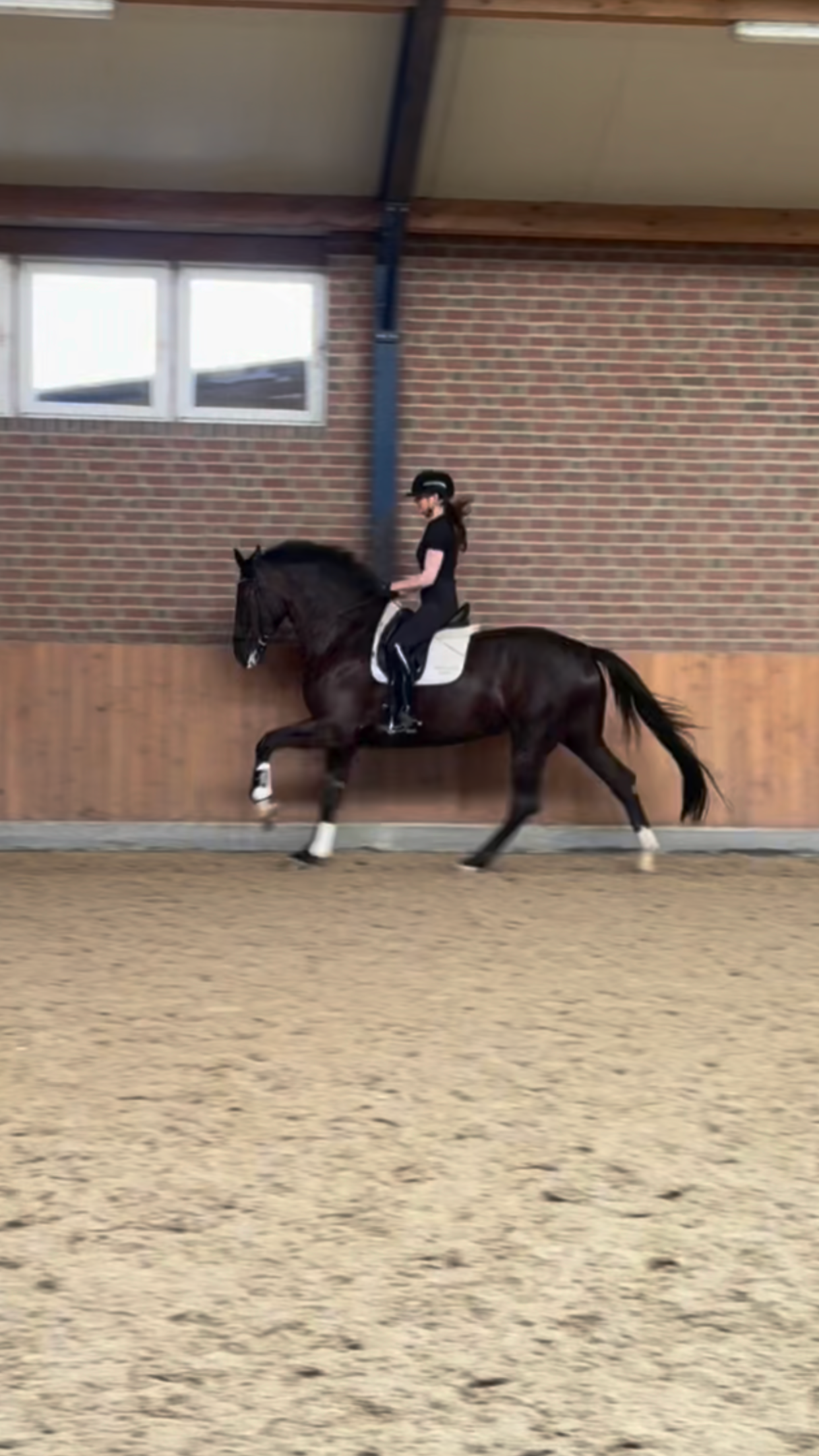 kwpn dressuurpaard merrie 4 years old zwart for sale - Photo 4