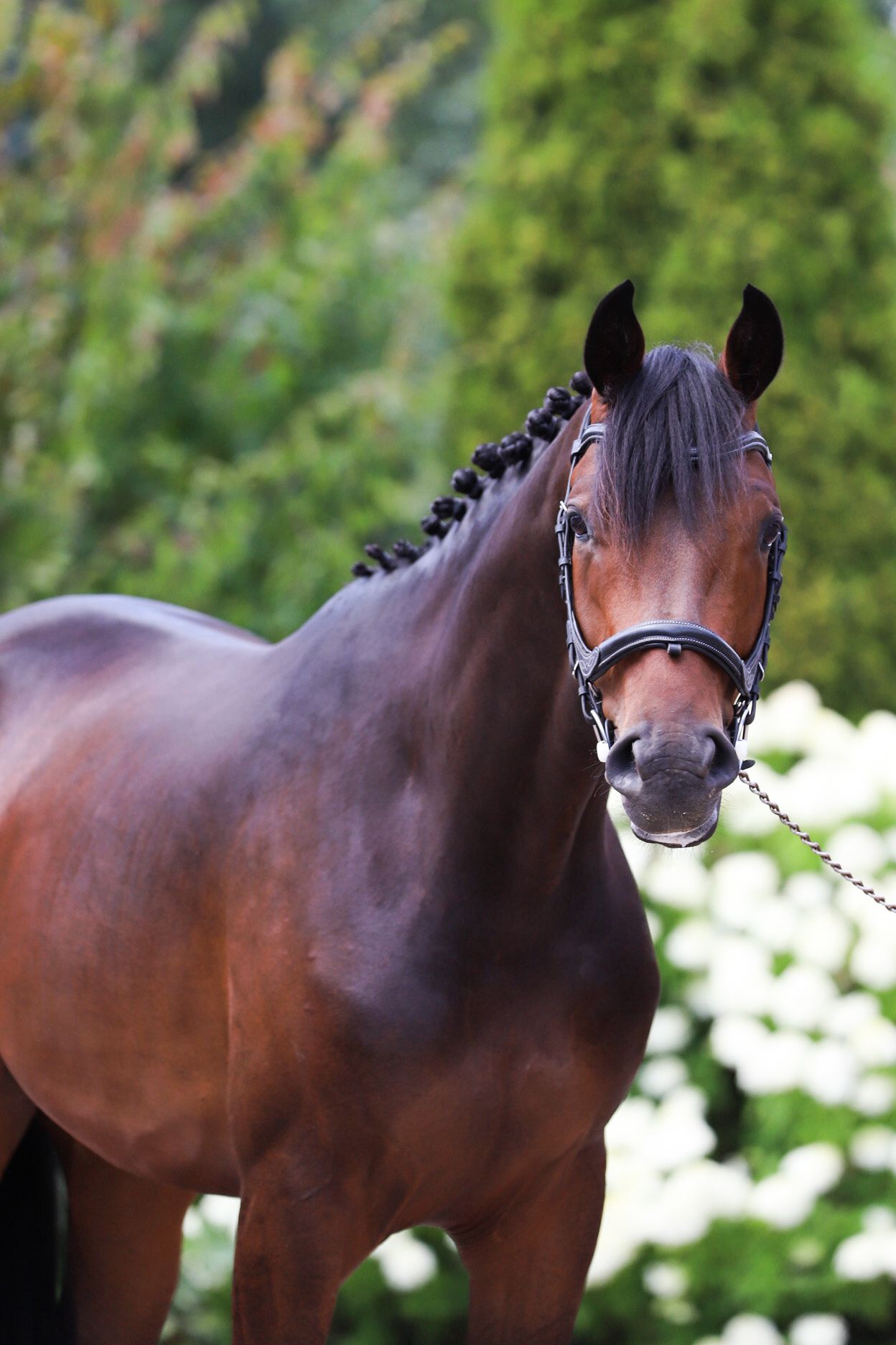 Veelbelovende 3-jarige dressuurruin