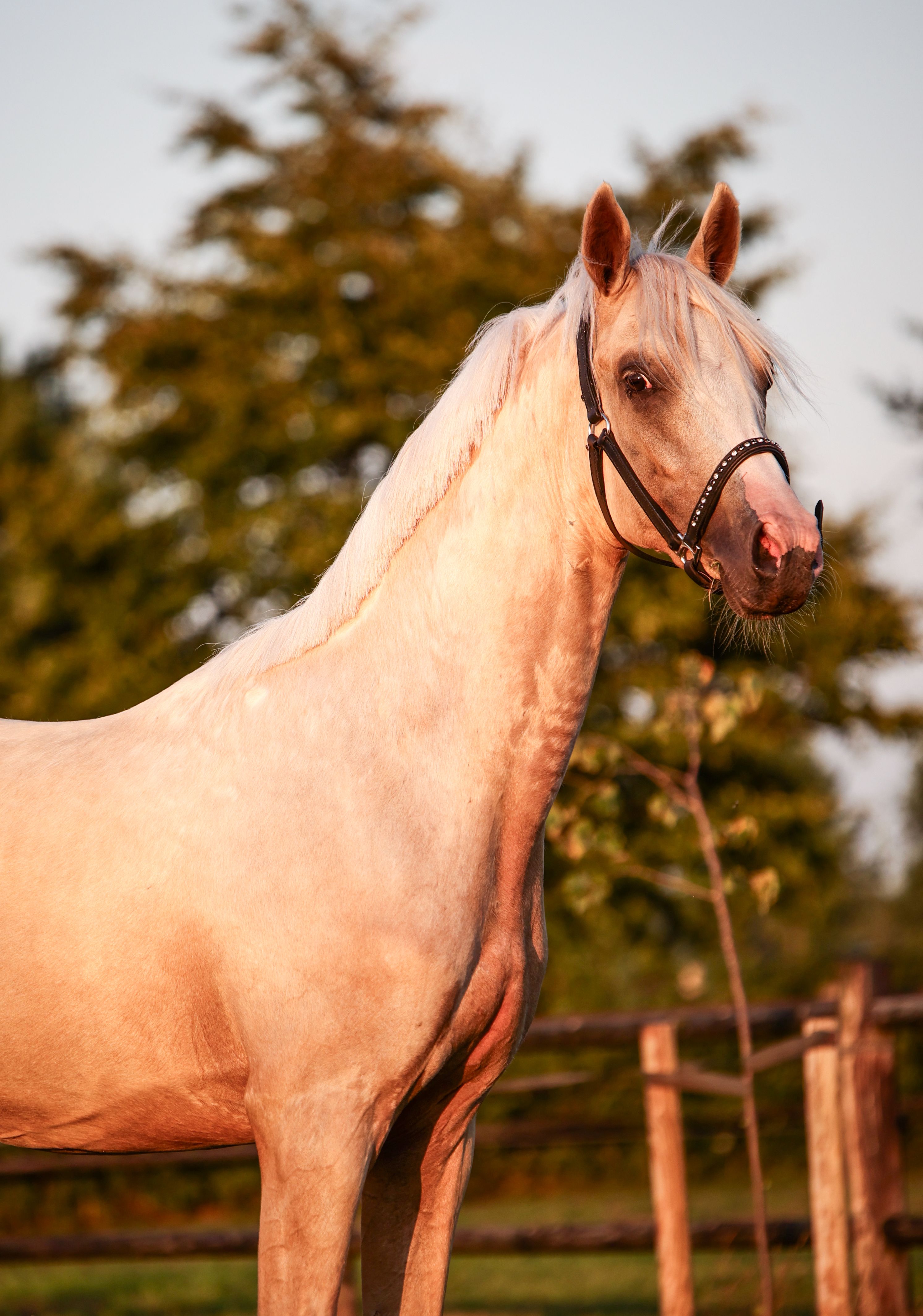 nrps dressuurpony ruin 2 岁 palomino 出售 - 照片 4
