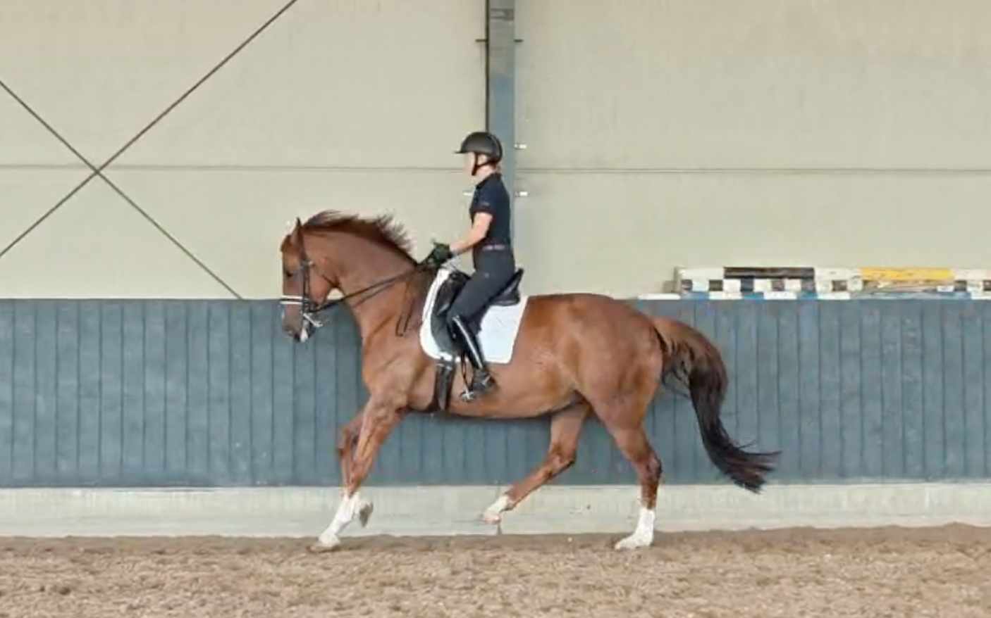 kwpn dressuurpaard merrie 9 years old vos for sale - Photo 6
