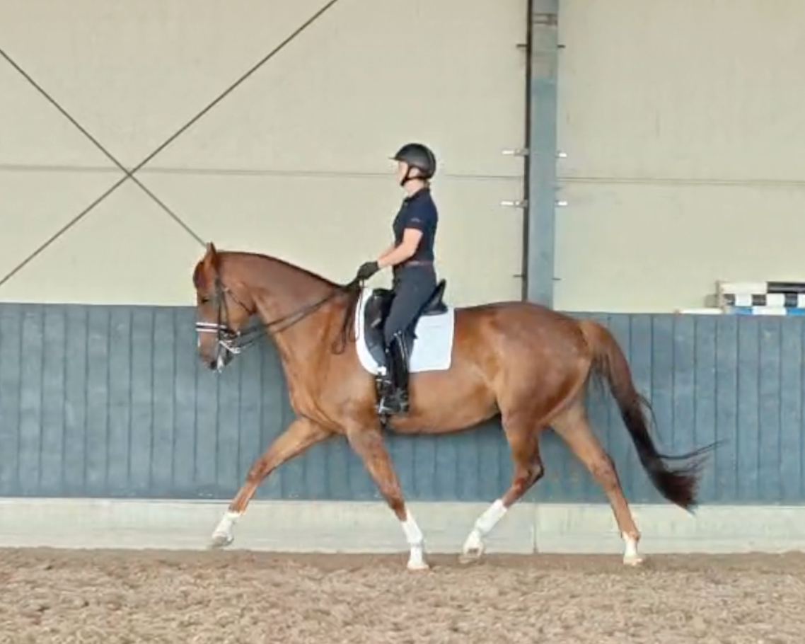 kwpn dressuurpaard merrie 9 岁 vos 出售 - 照片 6
