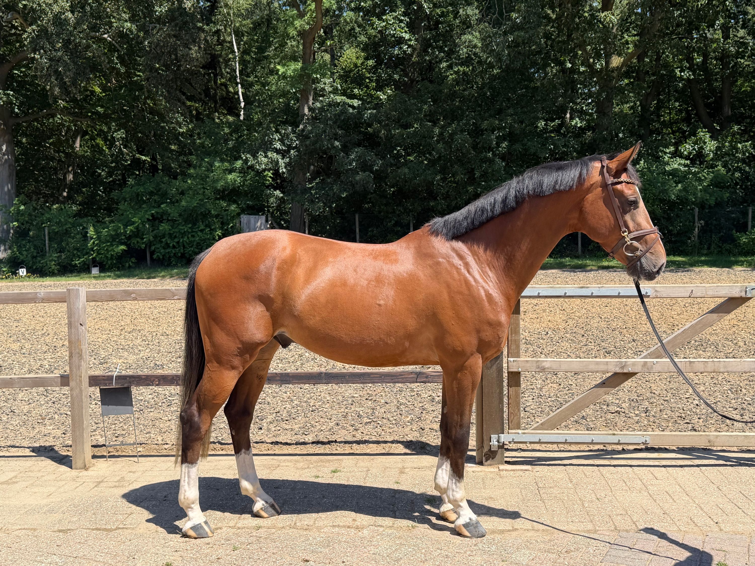 kwpn springpaard ruin 4 jaar bruin te koop - Foto 2