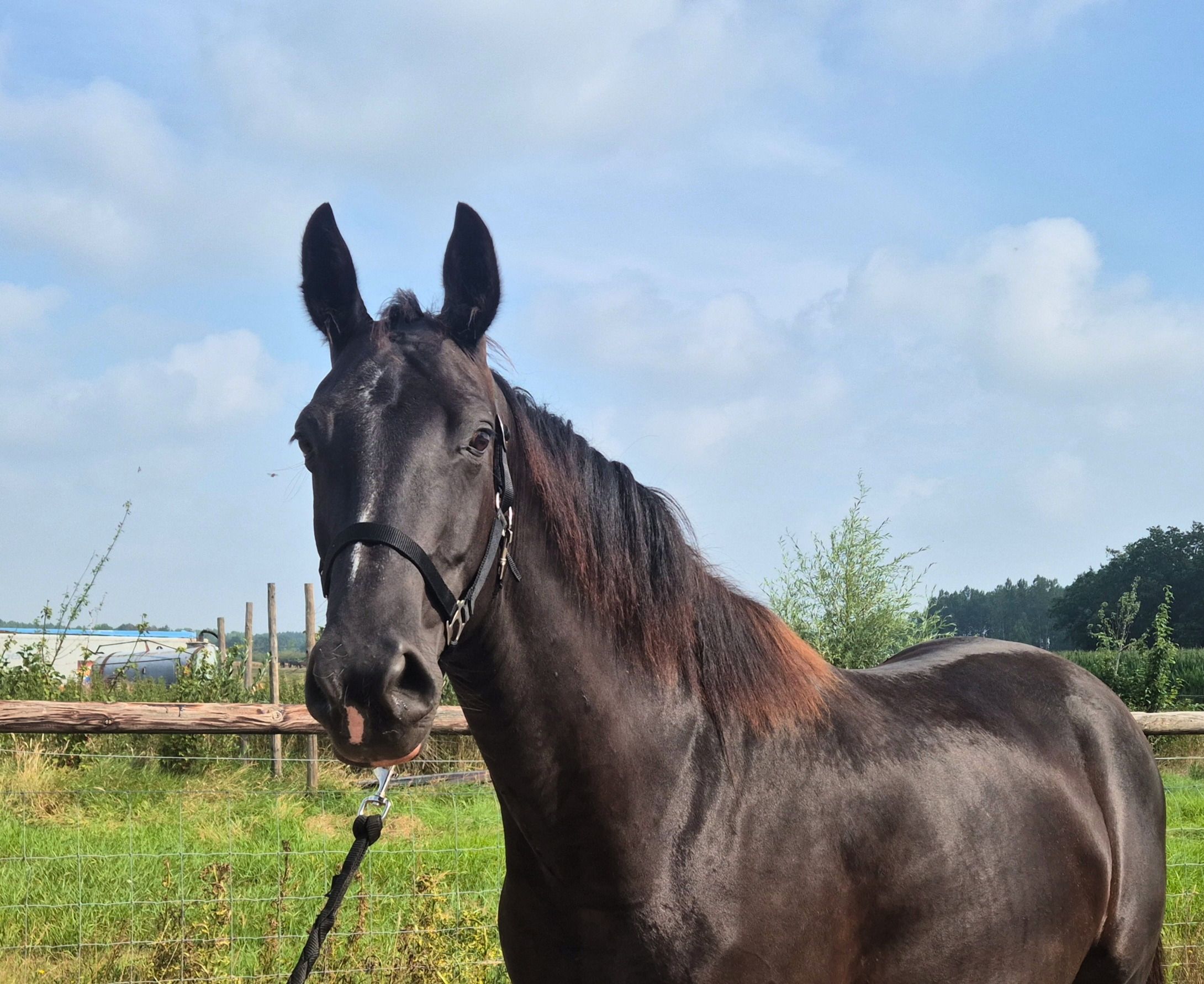 kwpn dressuurpaard merrie 6 岁 zwart 出售 - 照片 2