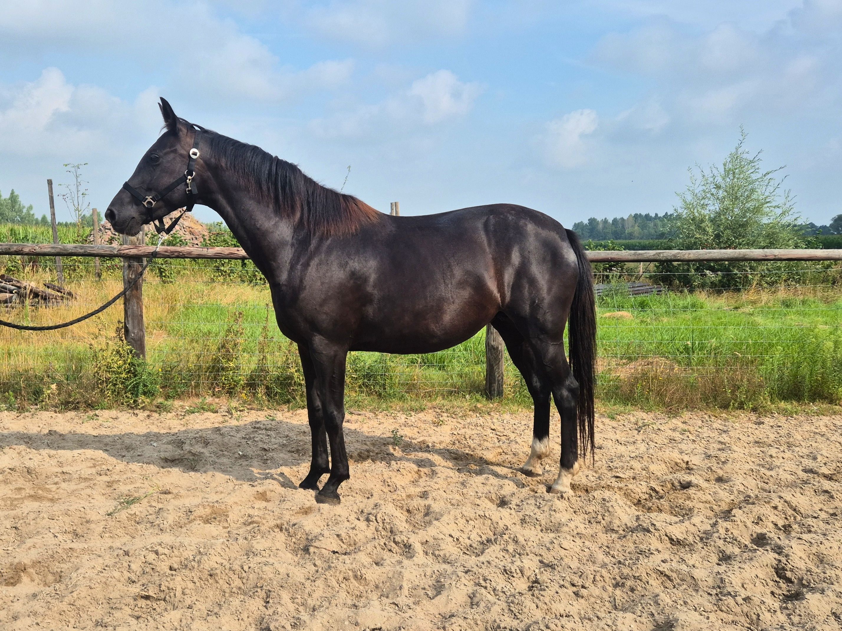 kwpn dressuurpaard merrie 6 岁 zwart 出售 - 照片 3