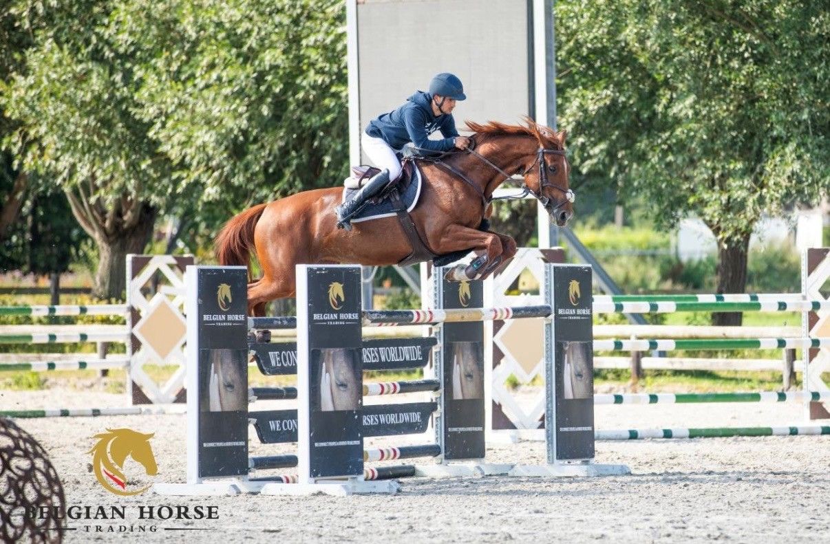 Talentvolle merrie met ervaring tot 1.35m