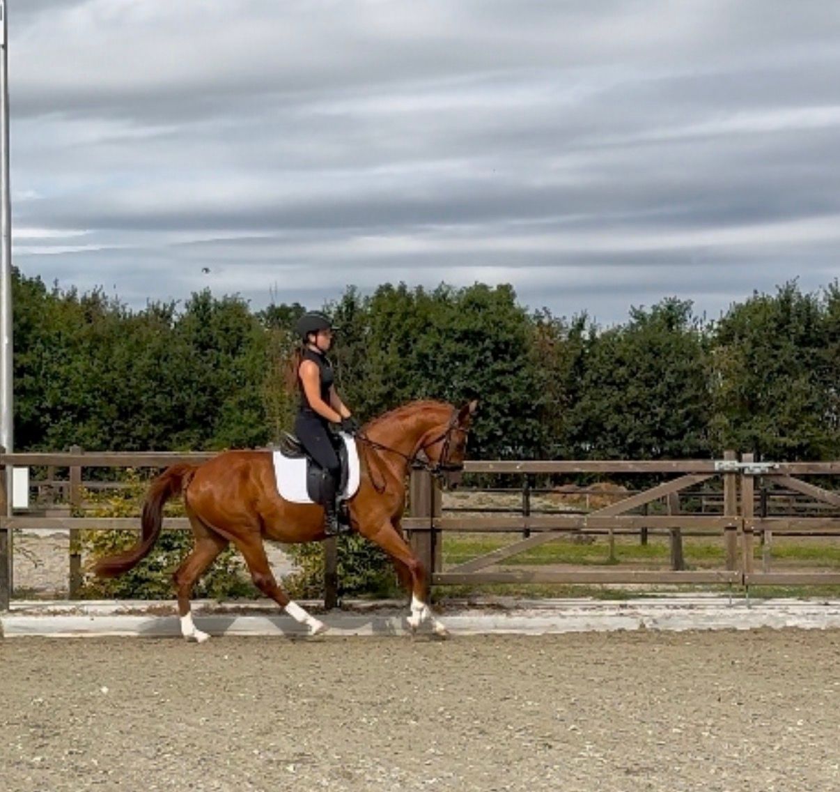 bwp allround-pony ruin 4 år vos till salu - Foto 2