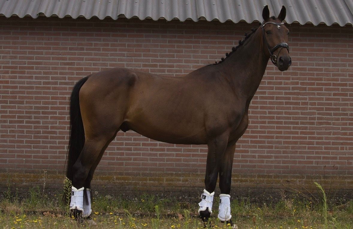 kwpn dressuurpaard ruin 4 岁 donkerbruin 出售 - 照片 4