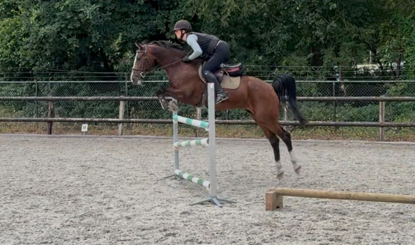 kwpn springpony ruin 6 años donkerbruin en venta - Foto 2