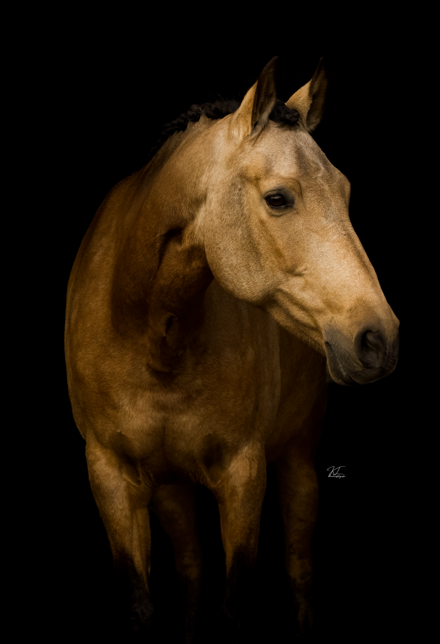 pre dressuurpaard merrie 7 岁 andere-kleur 出售 - 照片 2