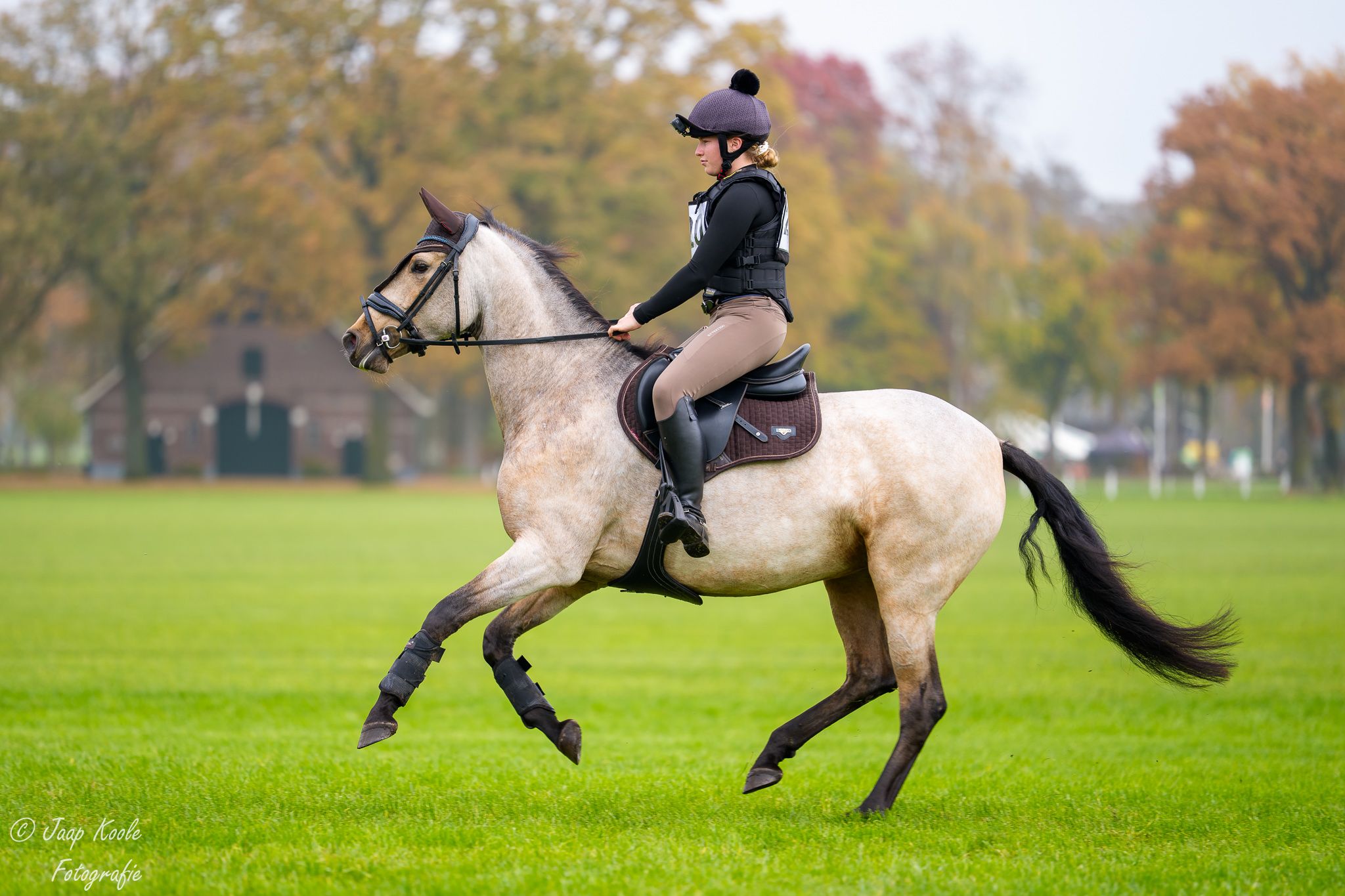 pre dressuurpaard merrie 7 岁 andere-kleur 出售 - 照片 5