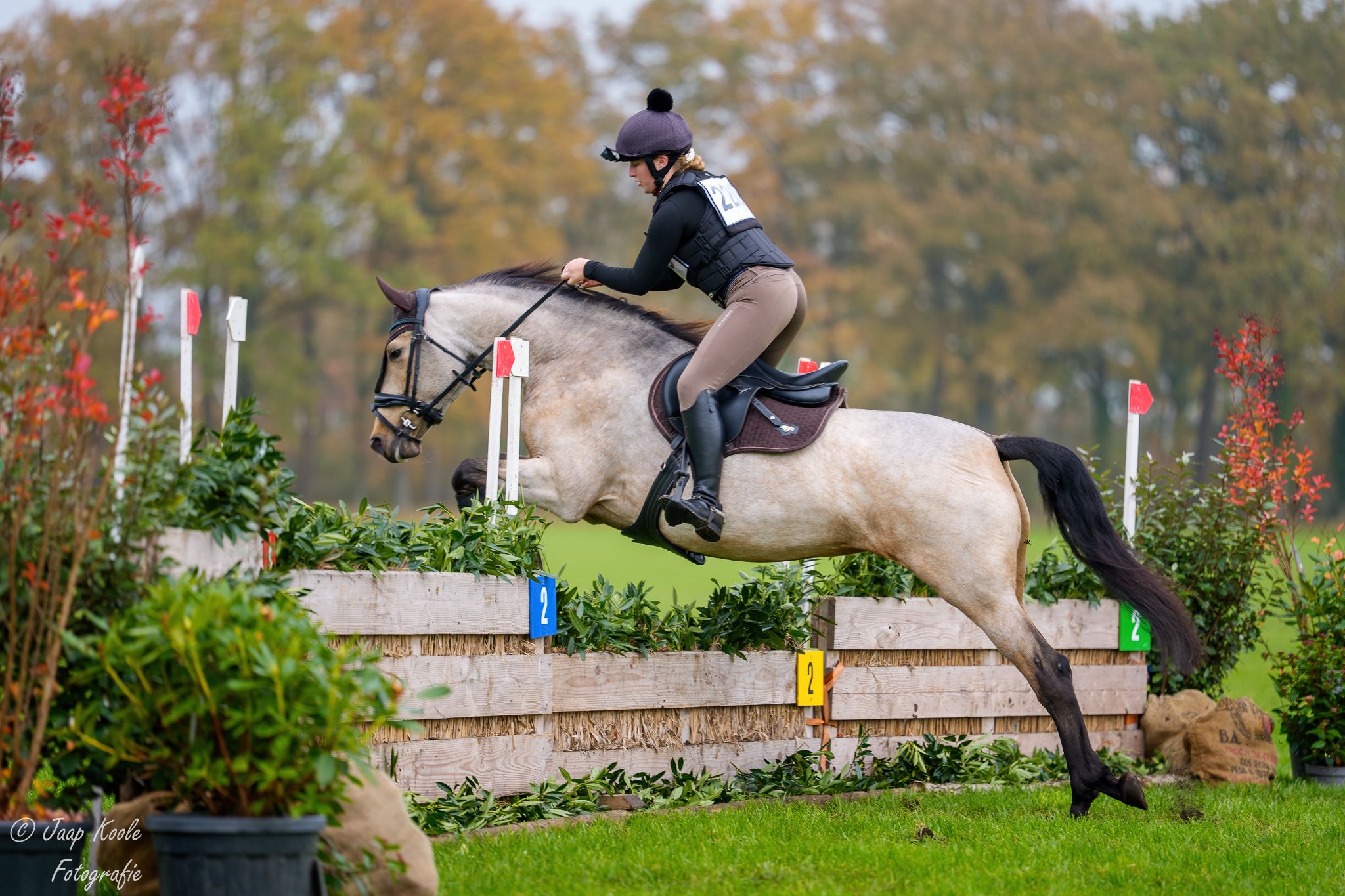 pre dressuurpaard merrie 7 岁 andere-kleur 出售 - 照片 6