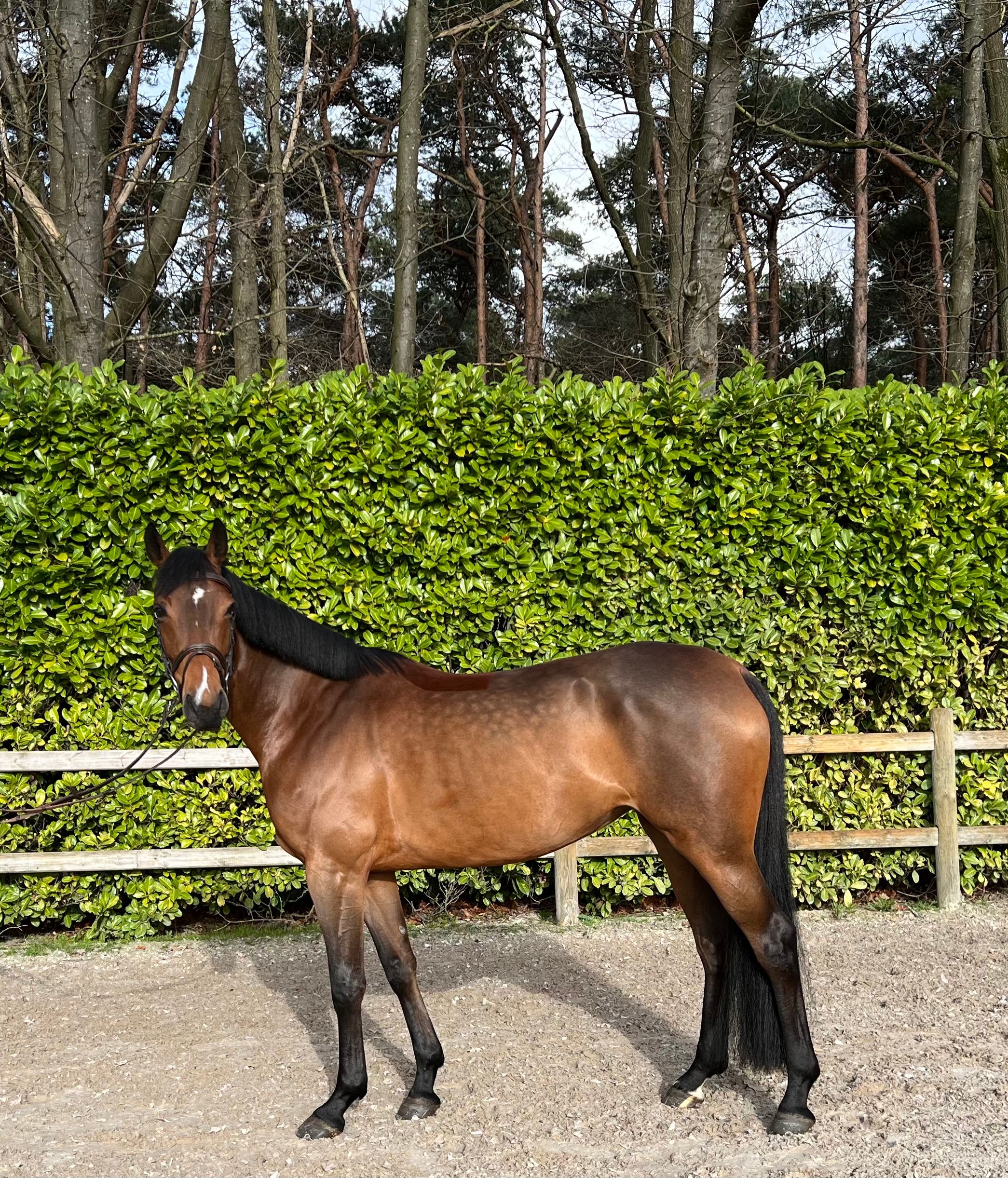 Recreatief lieve merrie te koop