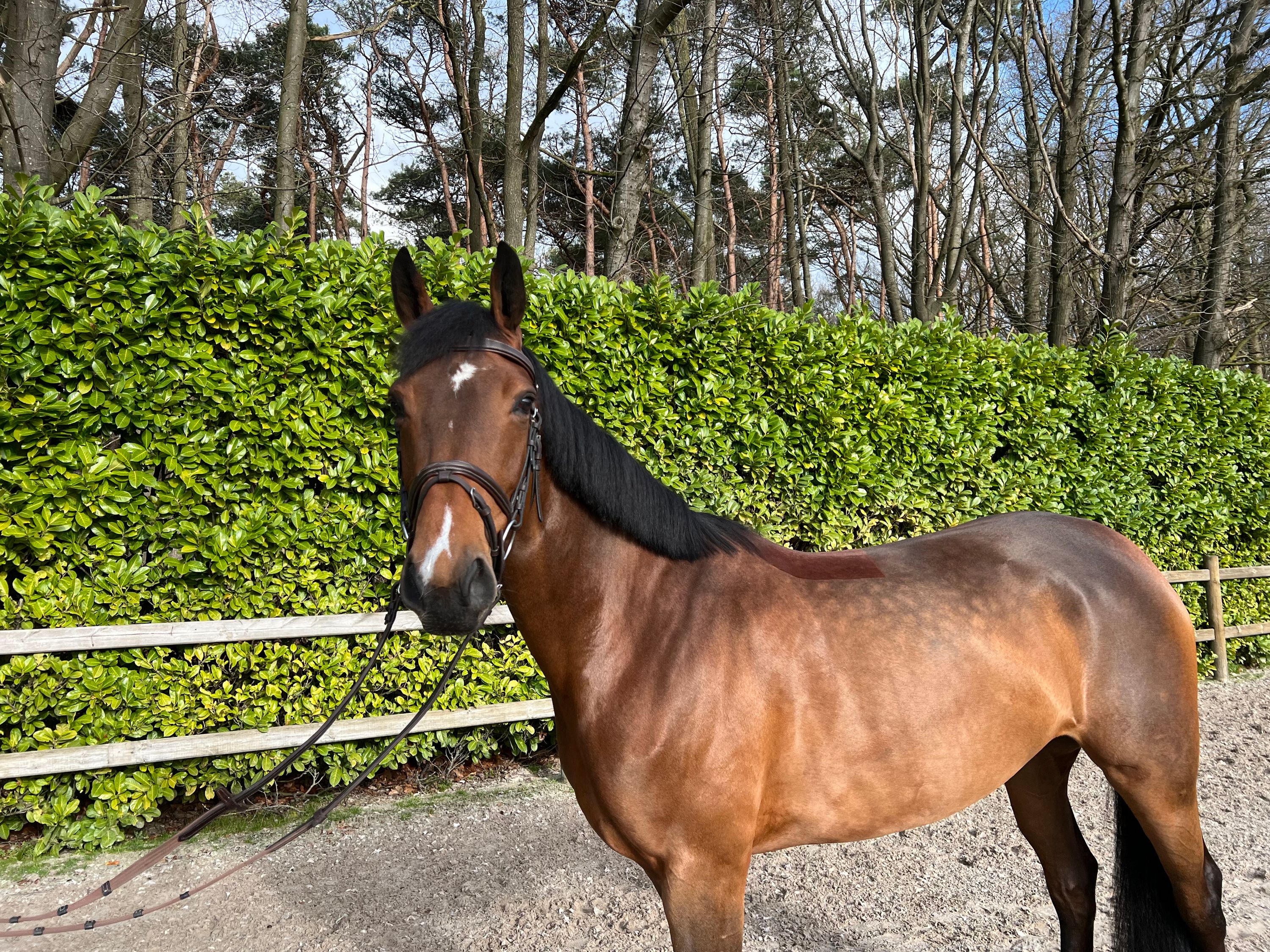 zangersheide recreatie-paard merrie 8 岁 bruin 出售 - 照片 2