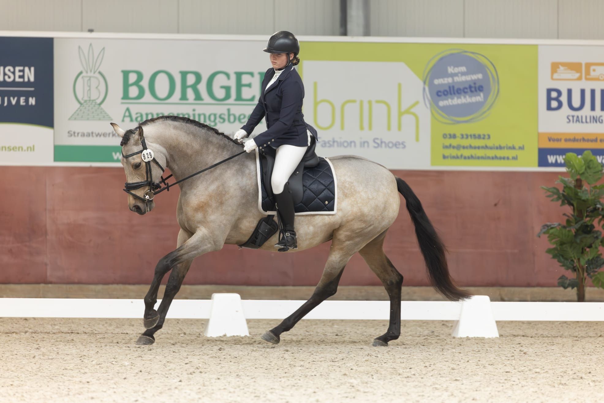 pre dressuurpaard merrie 7 岁 andere-kleur 出售 - 照片 3