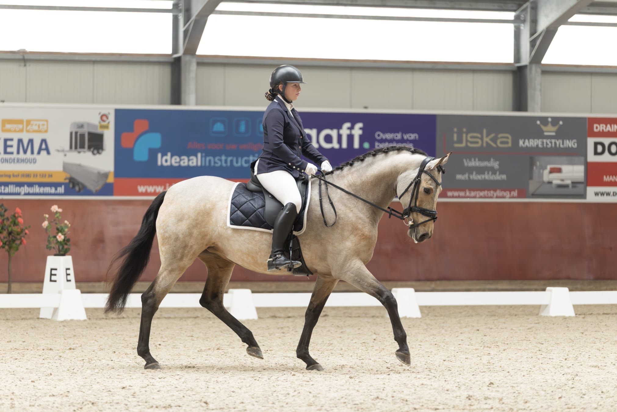 pre dressuurpaard merrie 7 岁 andere-kleur 出售 - 照片 4