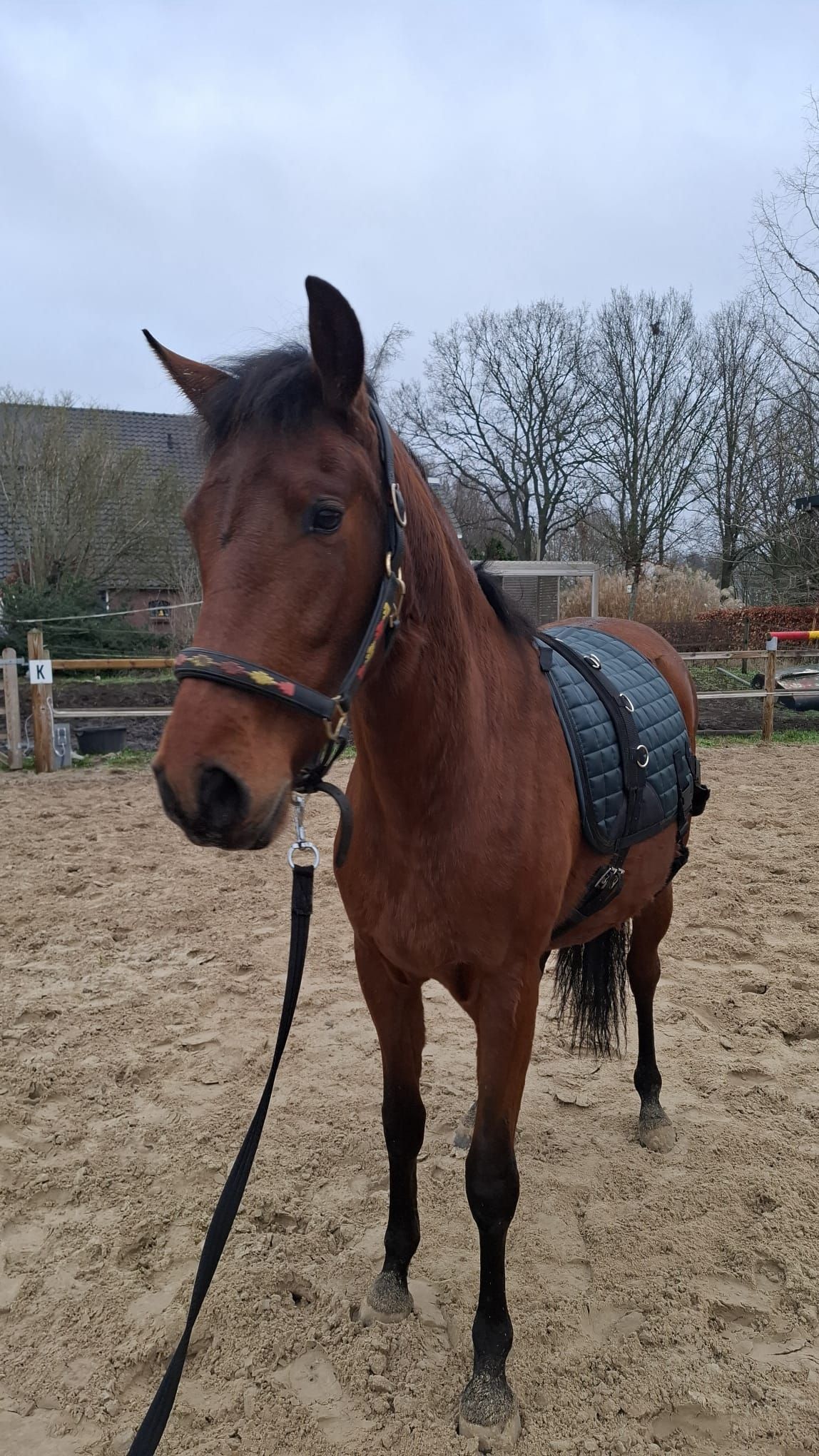 pre dressuurpaard ruin 3 歳 bruin 売り出し中 - 写真 6