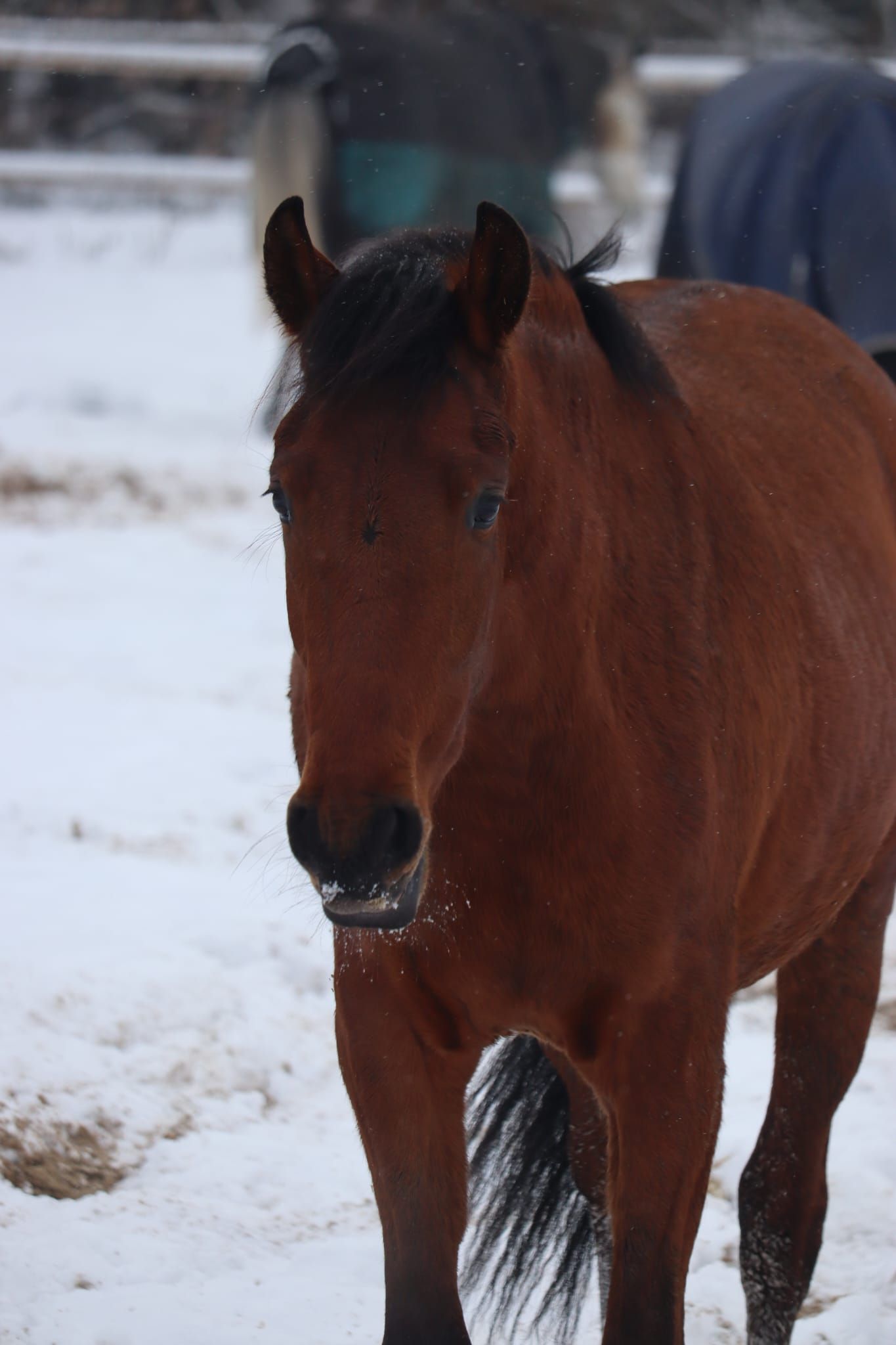 pre dressuurpaard ruin 3 歳 bruin 売り出し中 - 写真 4