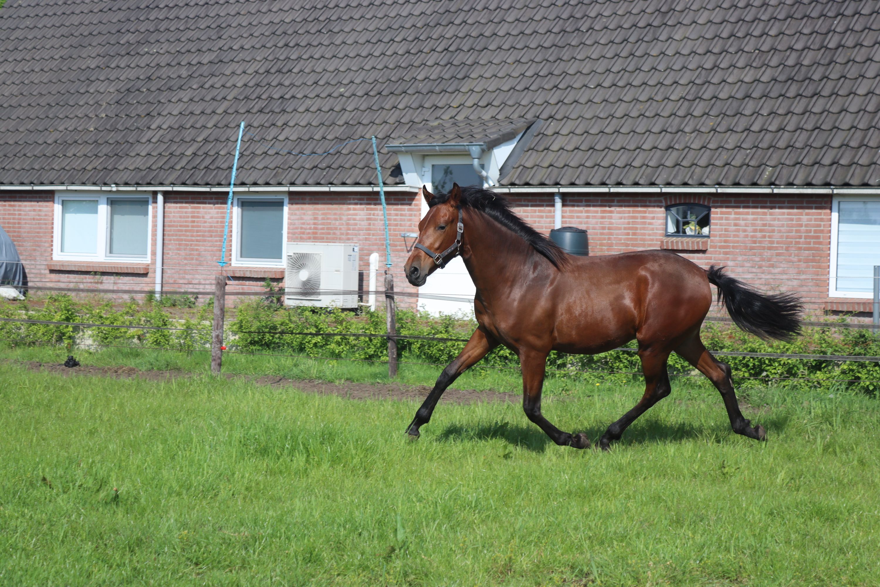 pre dressuurpaard ruin 3 歳 bruin 売り出し中 - 写真 2