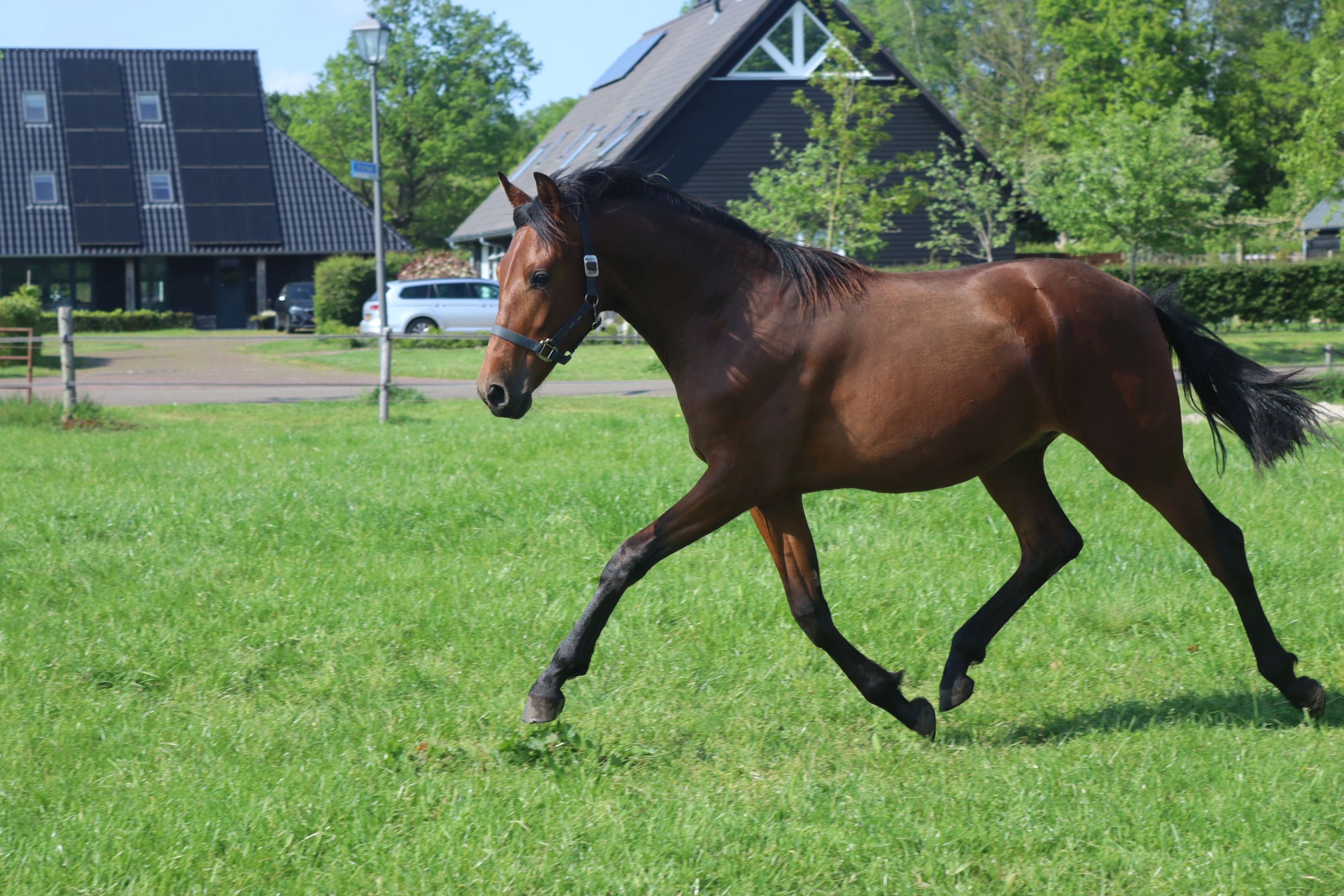 超かわいい3.5歳のPREせん馬