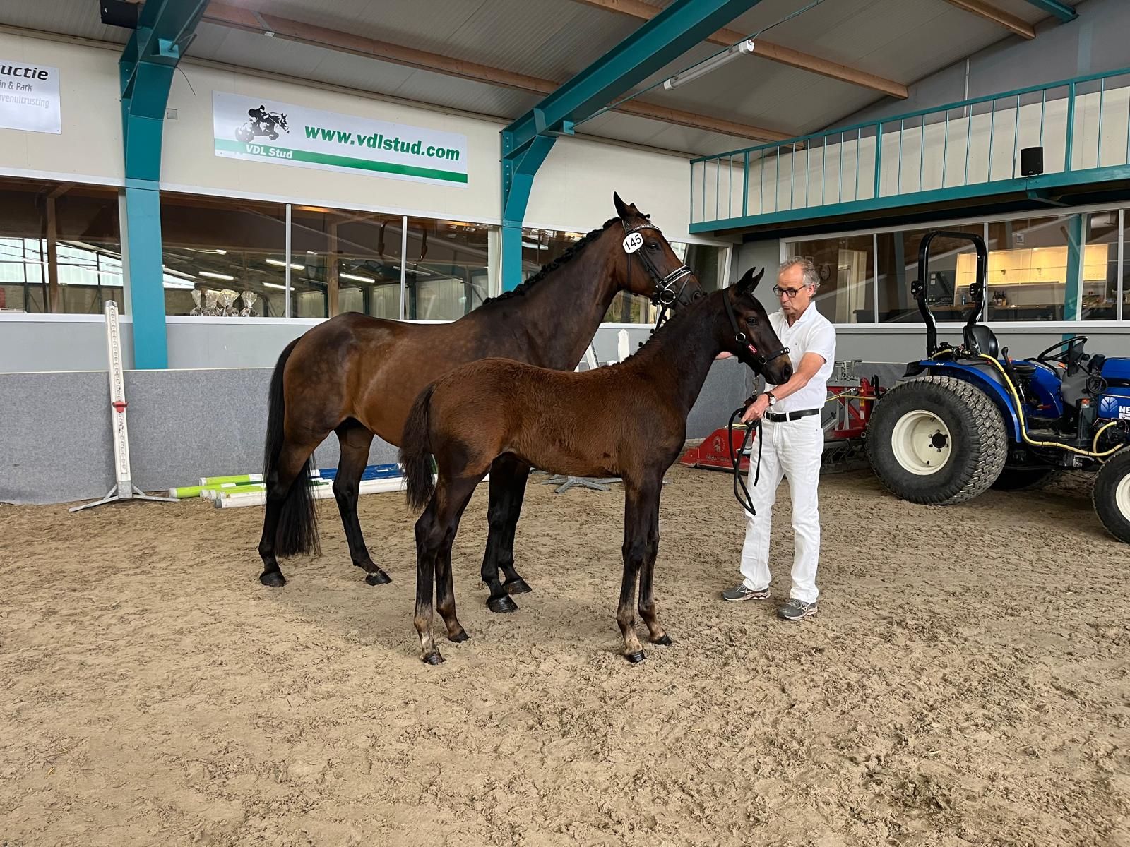 kwpn dressuurpaard hengst 0 岁 bruin 出售 - 照片 4