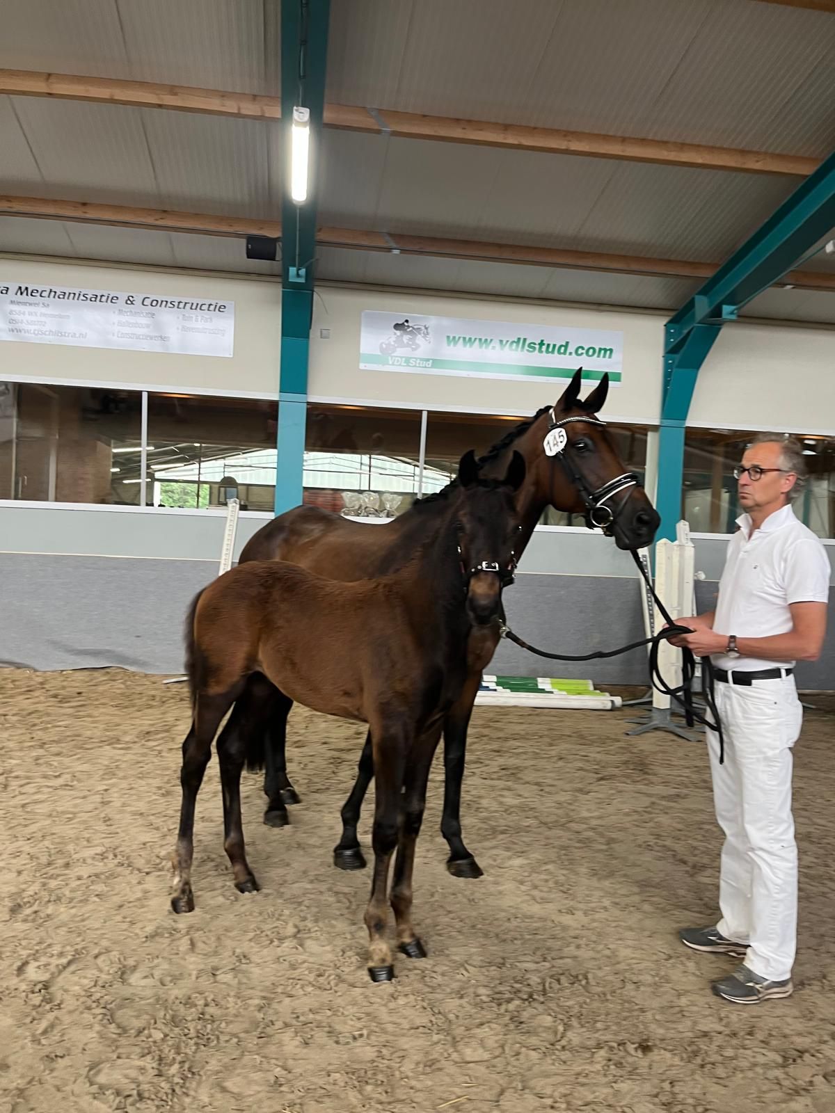 kwpn dressuurpaard hengst 0 岁 bruin 出售 - 照片 3
