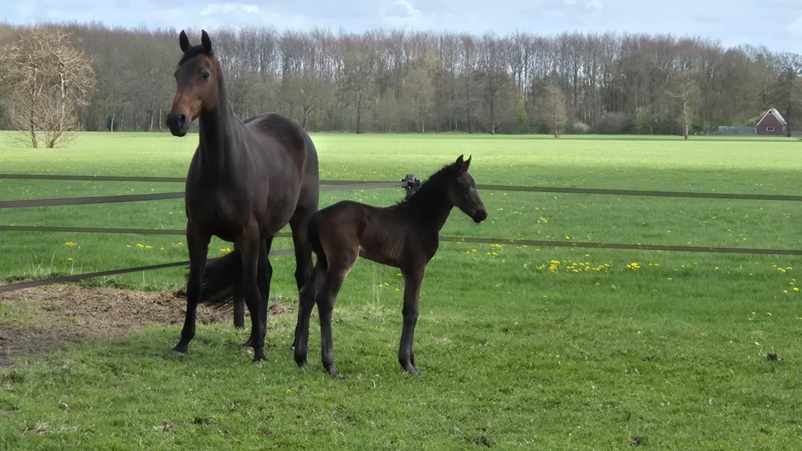 kwpn dressuurpaard hengst 0 岁 bruin 出售 - 照片 6