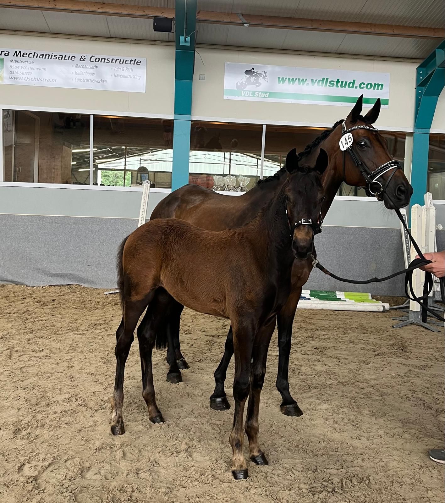 kwpn dressuurpaard hengst 0 岁 bruin 出售 - 照片 2