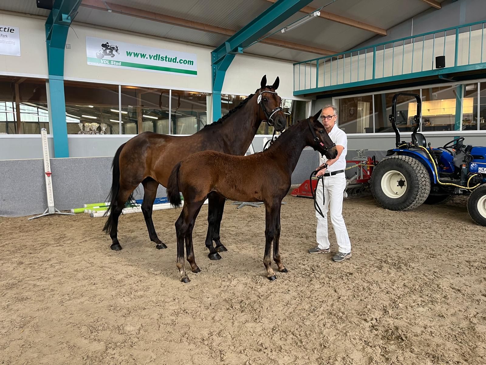 kwpn dressuurpaard hengst 0 岁 bruin 出售 - 照片 5