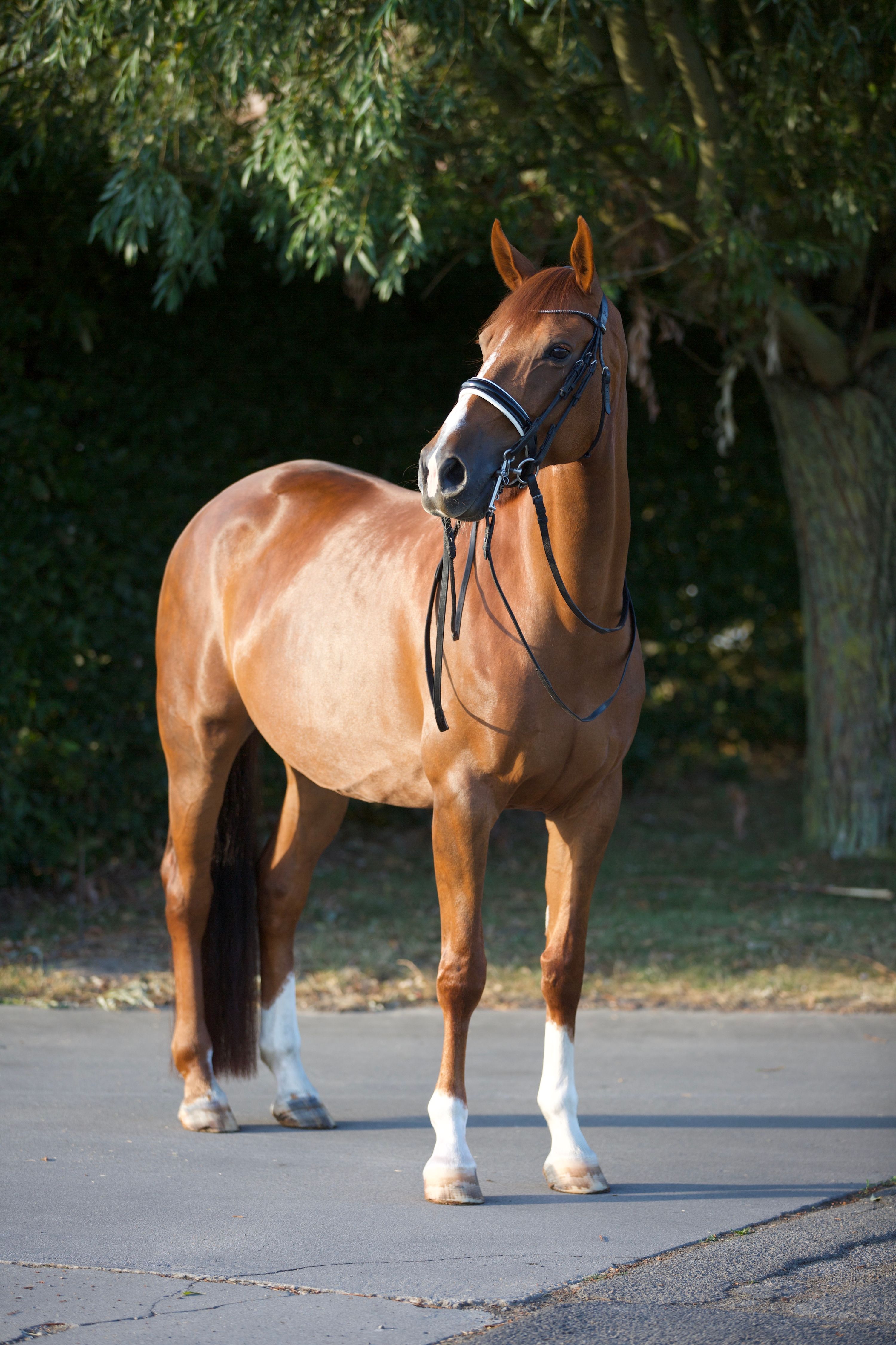 kwpn dressuurpaard merrie 9 岁 vos 出售 - 照片 4