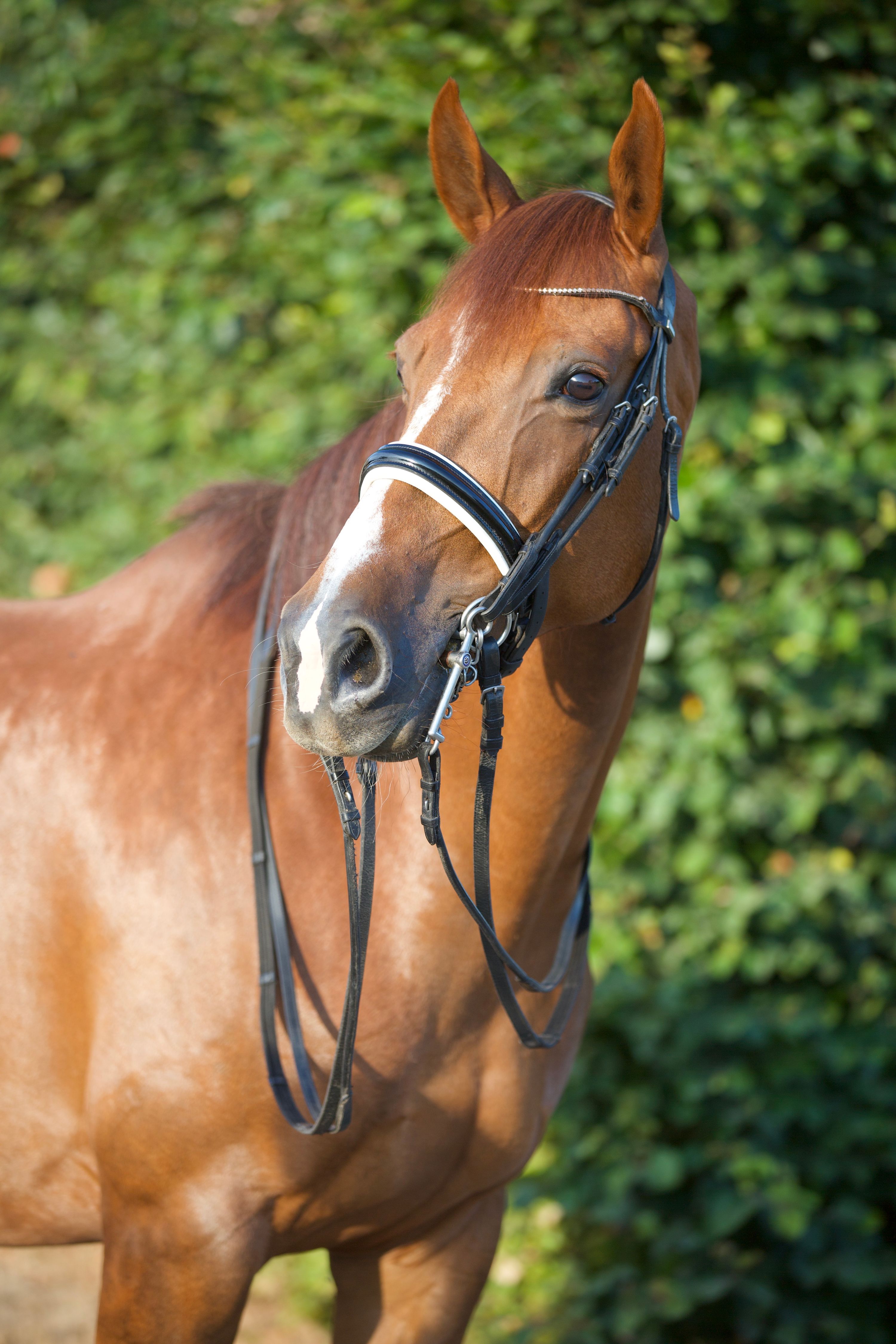 kwpn dressuurpaard merrie 9 岁 vos 出售 - 照片 2