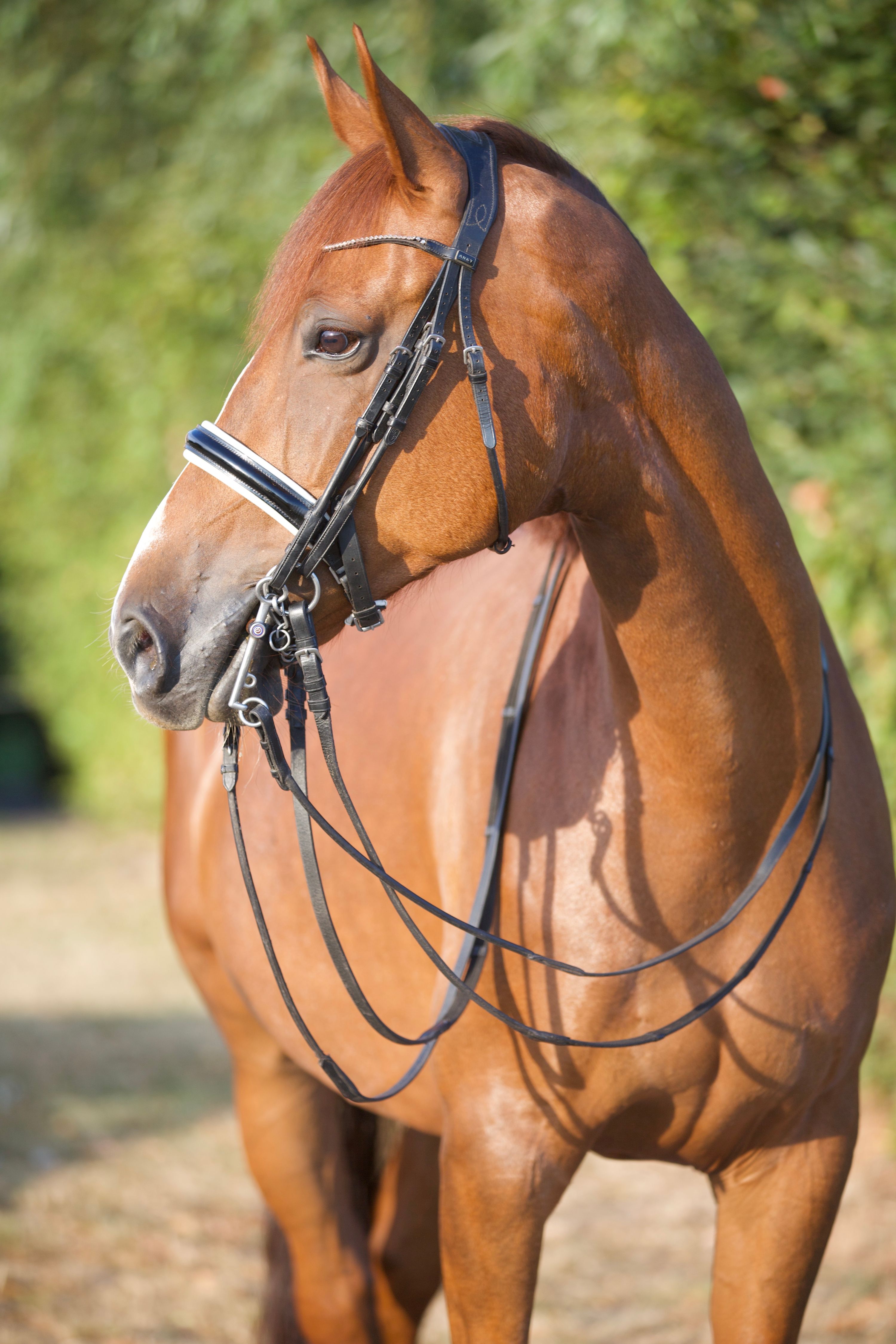 kwpn dressuurpaard merrie 9 岁 vos 出售 - 照片 5