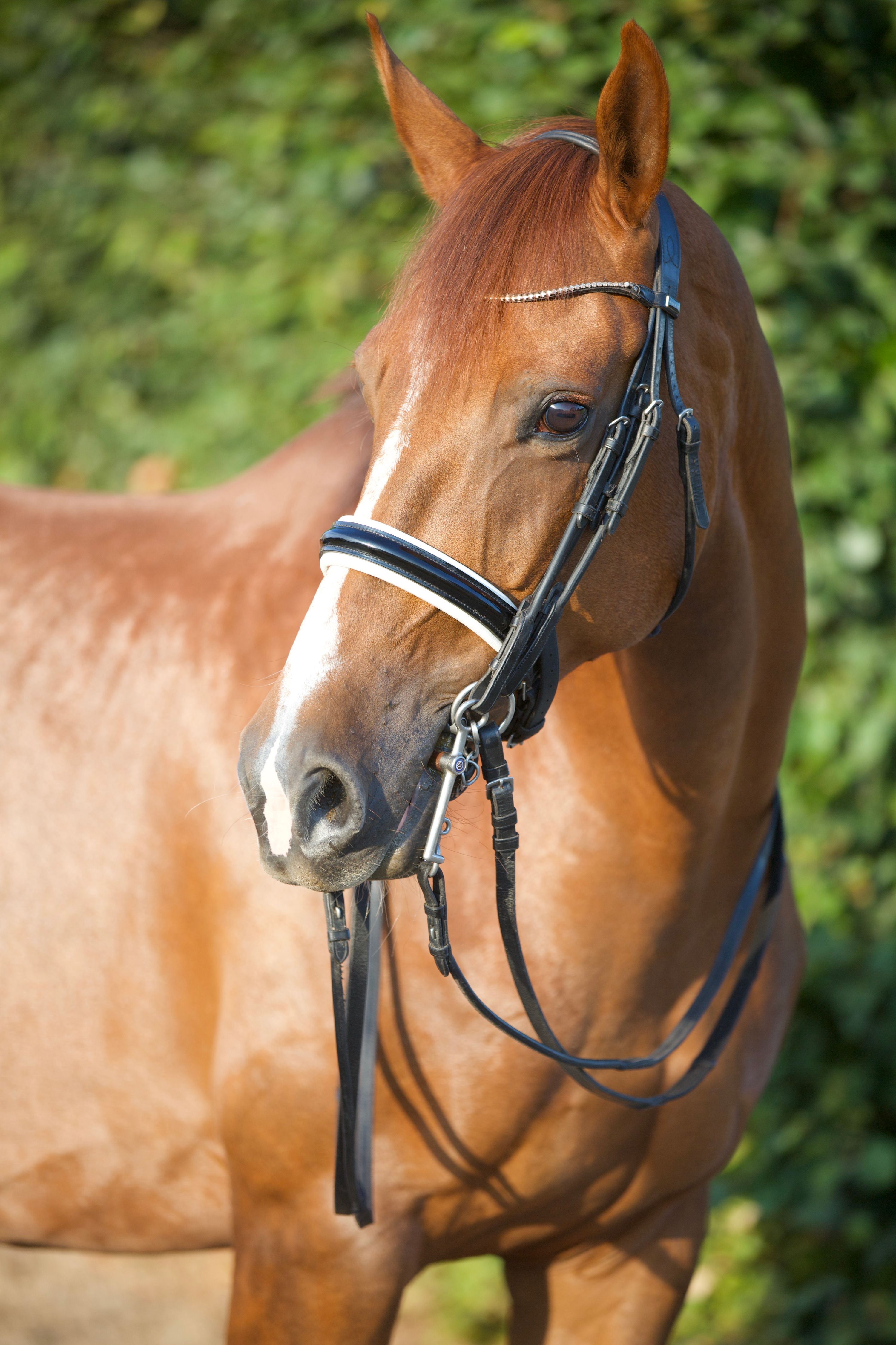 kwpn dressuurpaard merrie 9 岁 vos 出售 - 照片 3