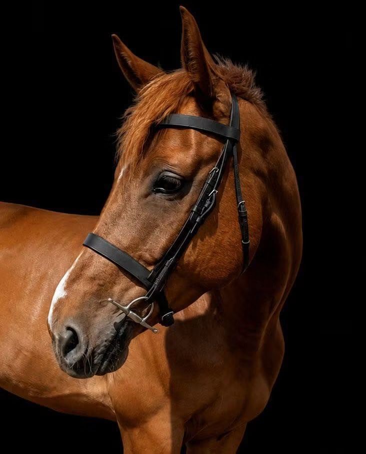オールラウンド アイリッシュ・スポーツ セン馬