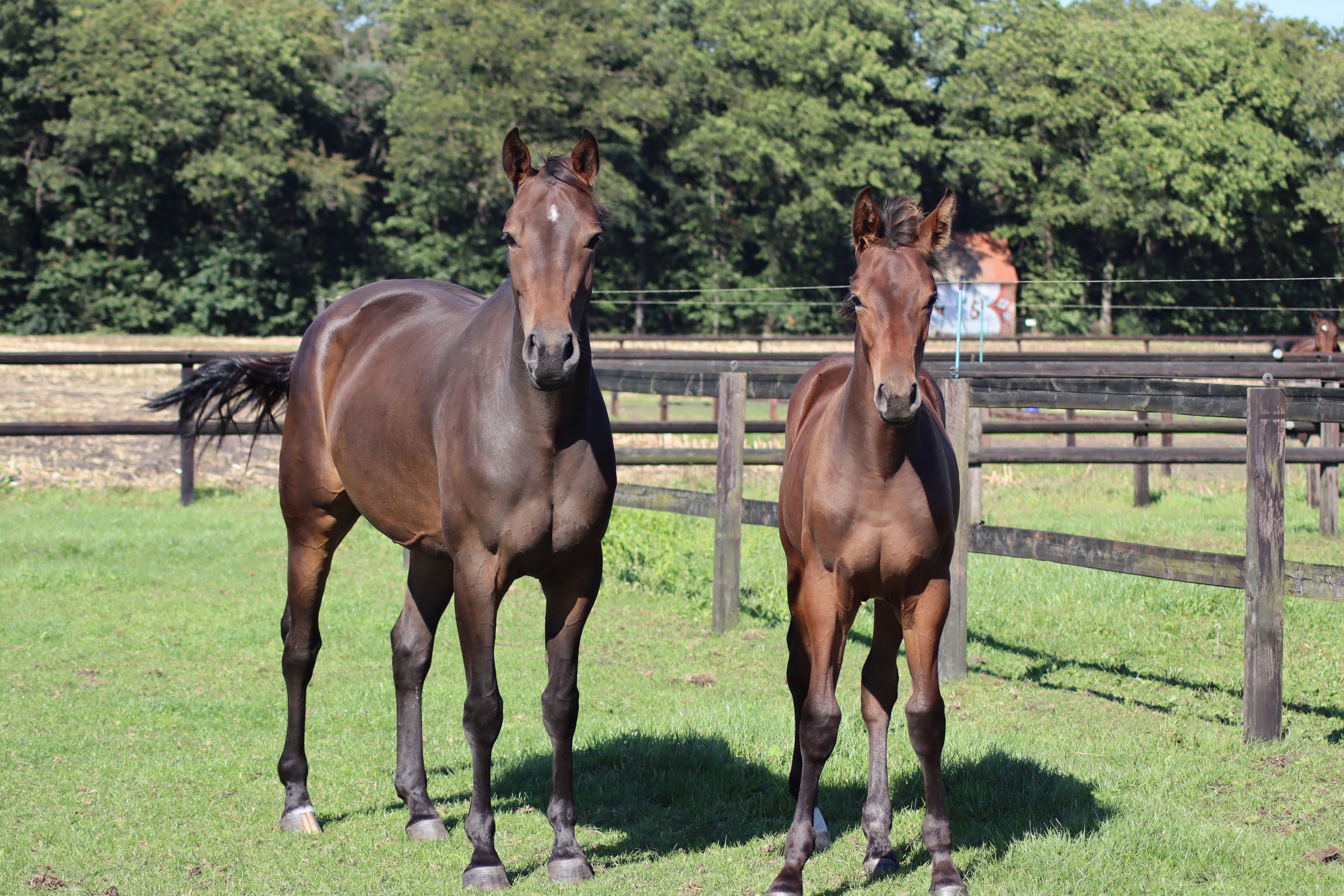 kwpn springpaard merrie 7 歳 donkerbruin 売り出し中 - 写真 6