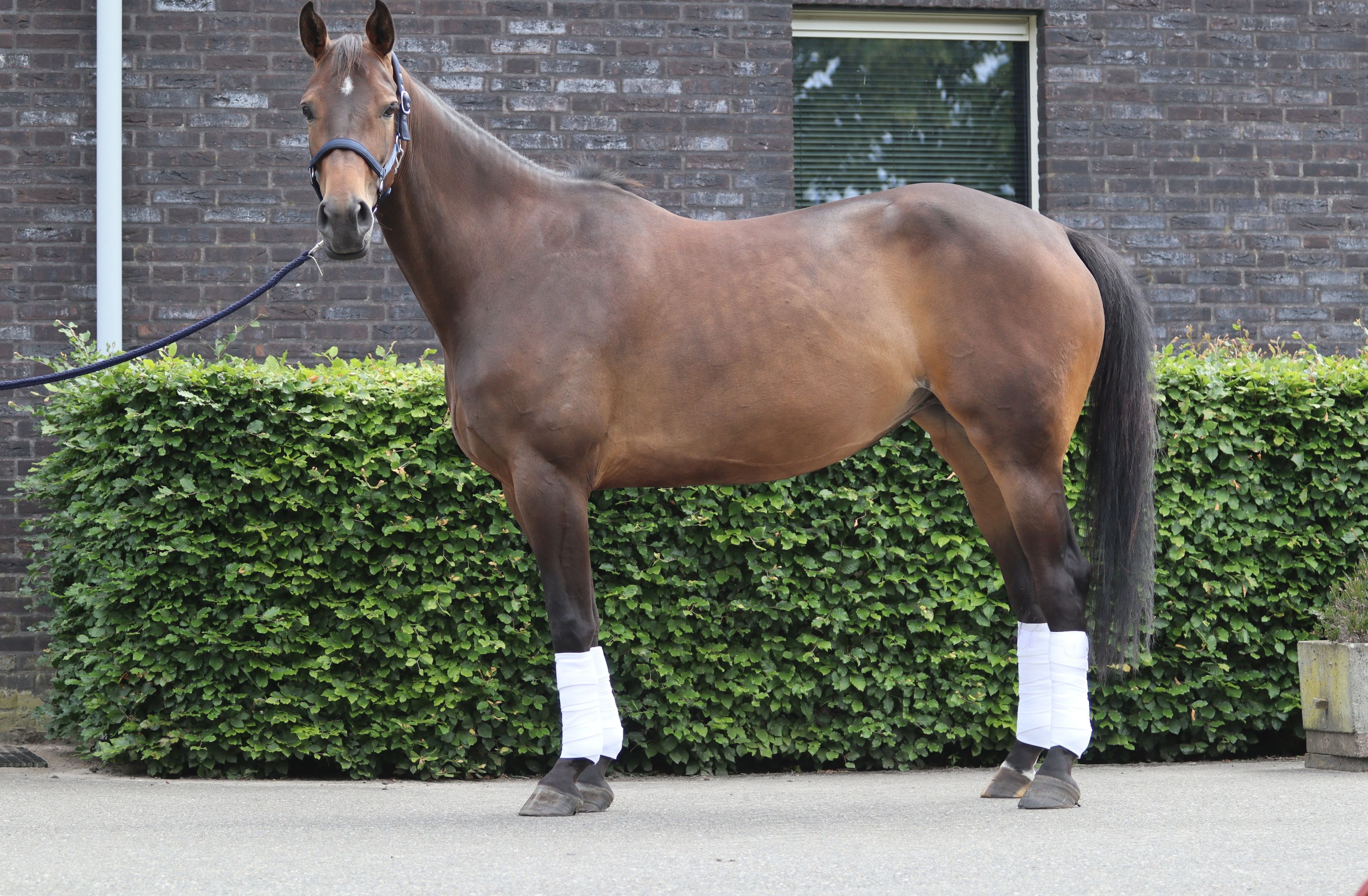 kwpn springpaard merrie 7 歳 donkerbruin 売り出し中 - 写真 4