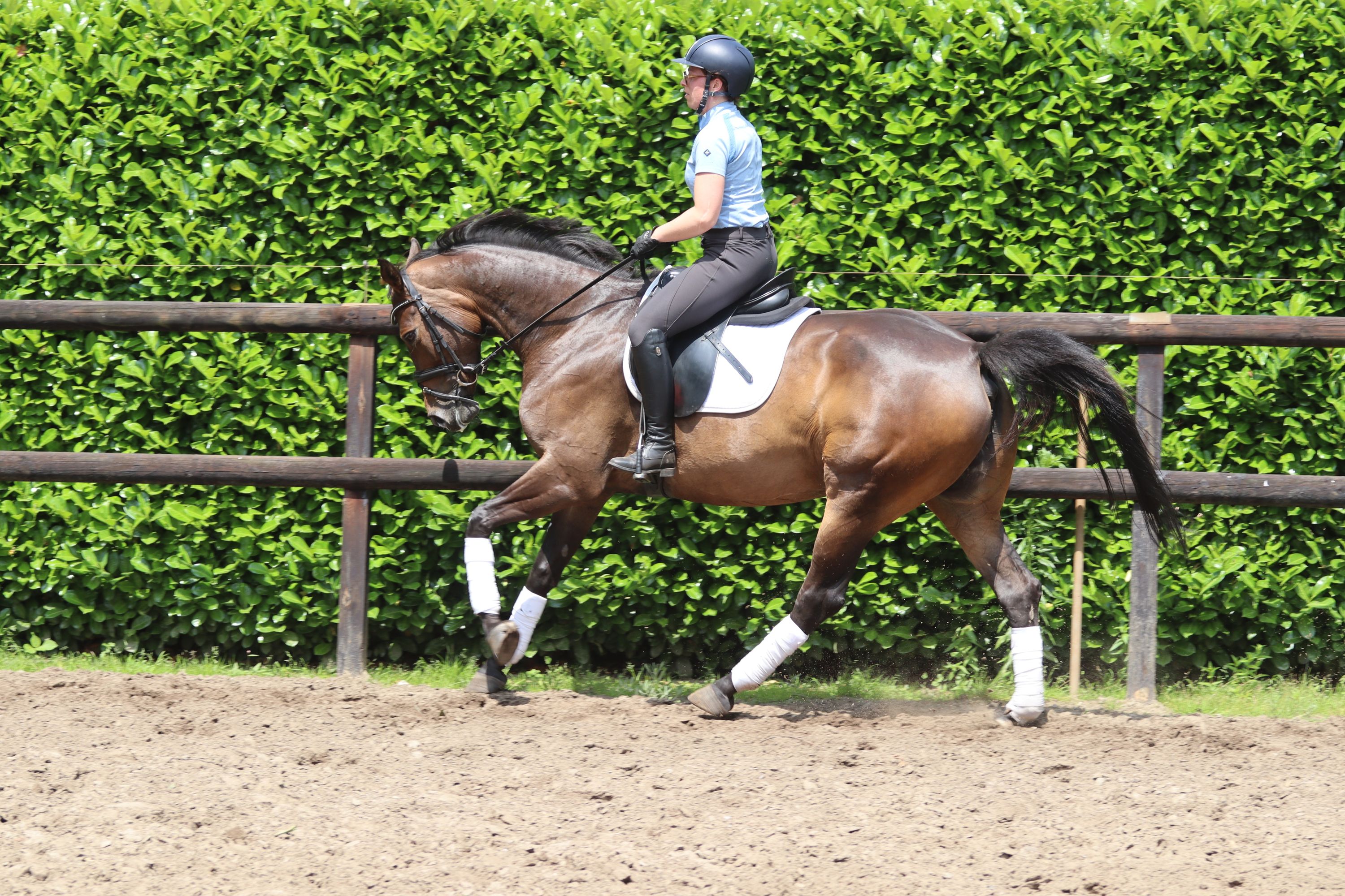 kwpn springpaard merrie 7 歳 donkerbruin 売り出し中 - 写真 2