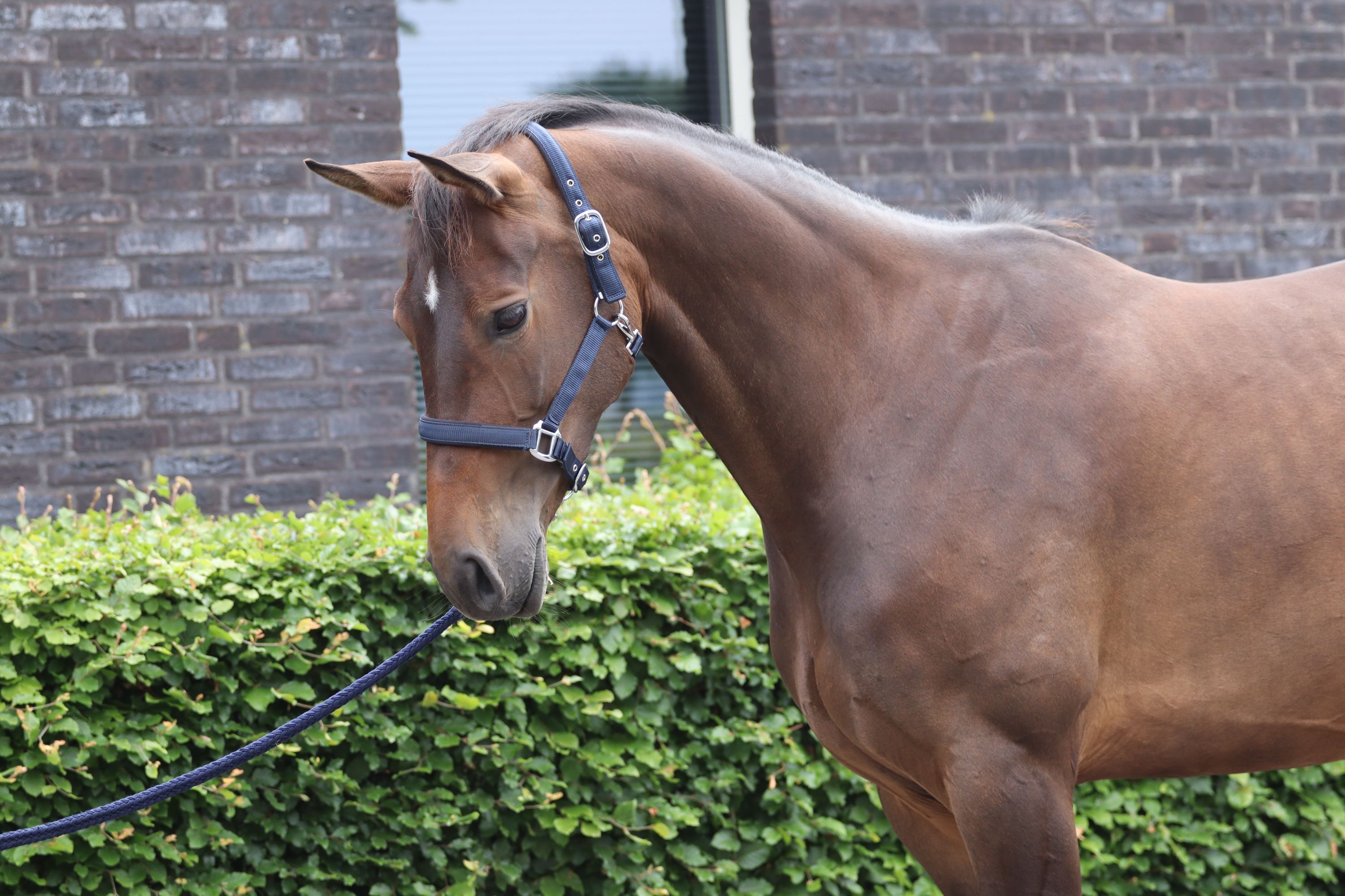 kwpn springpaard merrie 7 歳 donkerbruin 売り出し中 - 写真 5