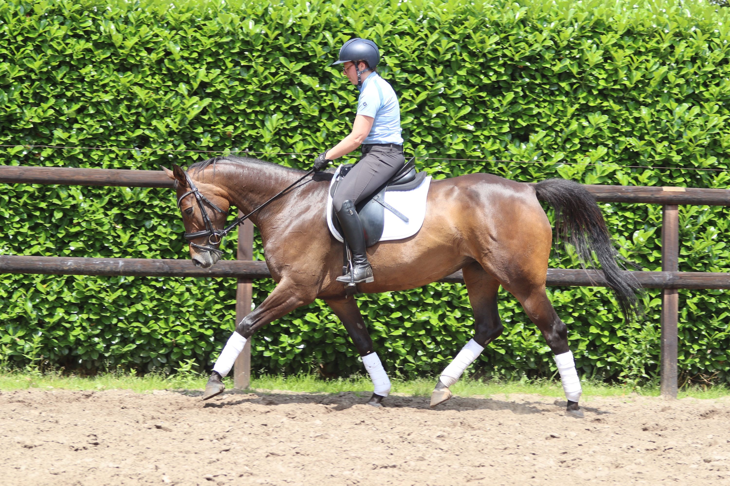 kwpn springpaard merrie 7 歳 donkerbruin 売り出し中 - 写真 3