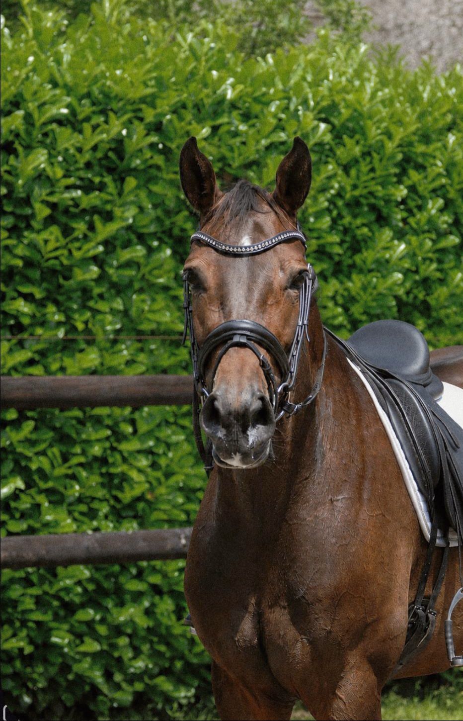 Kwaliteitvolle 7 jarige Merrie (Zapatero X Voltaire)
