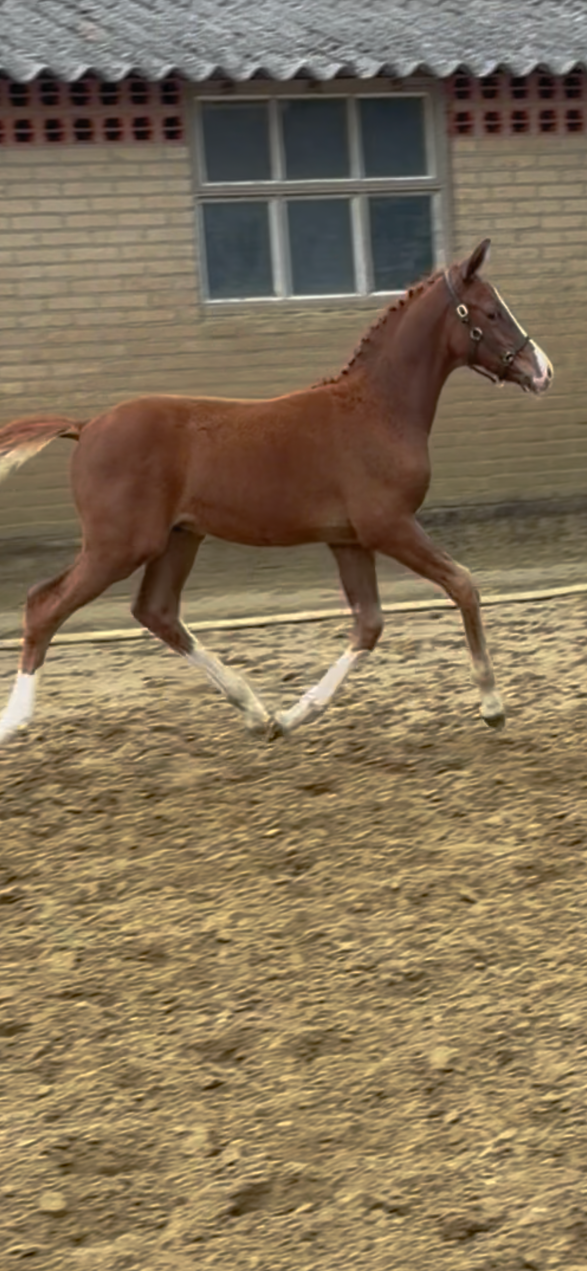 nrps dressuurpony hengst 0 Jahre alt vos zu verkaufen - Foto 5