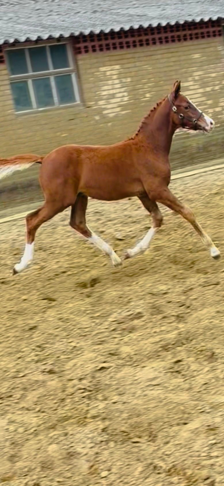 nrps dressuurpony hengst 0 Jahre alt vos zu verkaufen - Foto 3